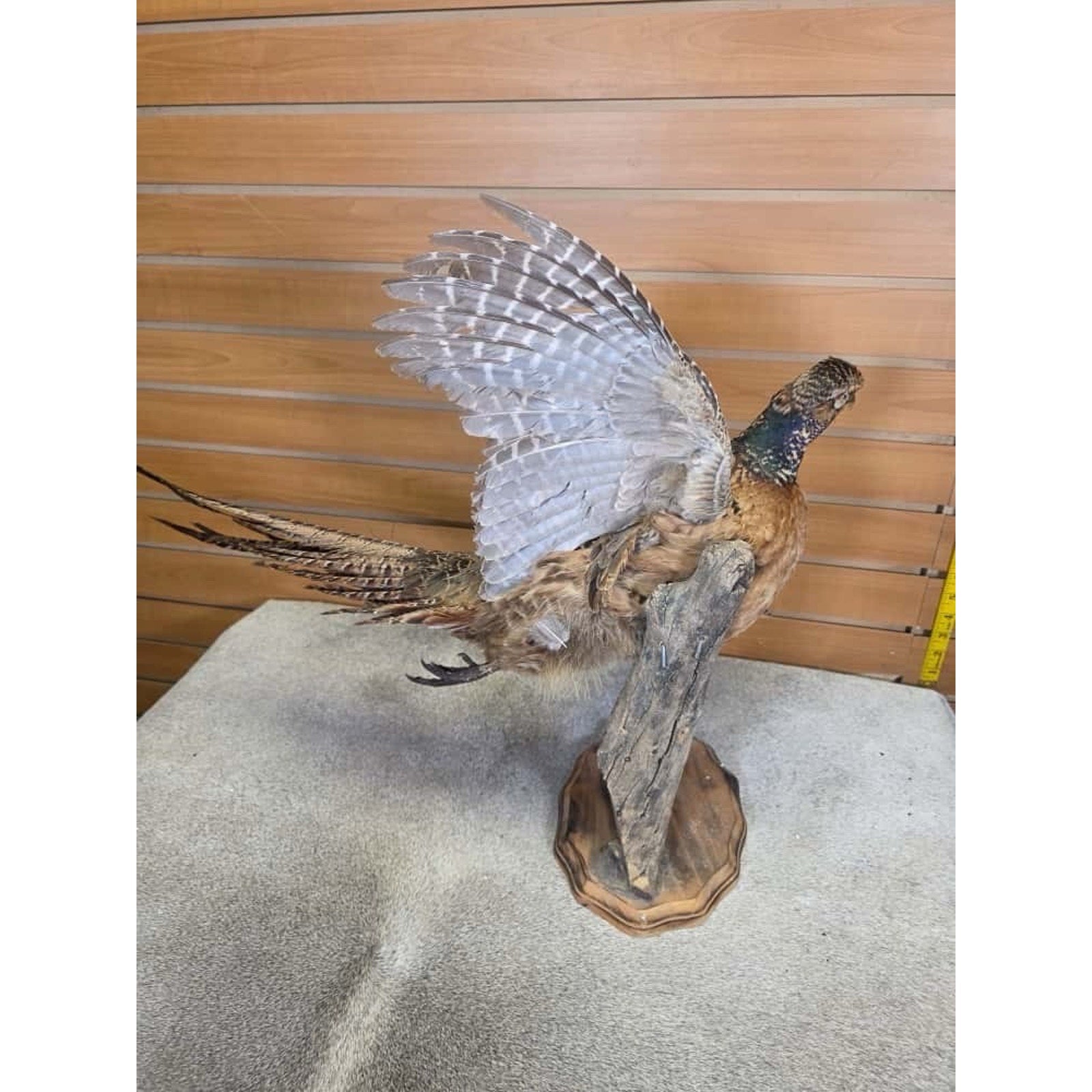 Jtv258 - morphodite ringneck Taxidermy Bird Mount