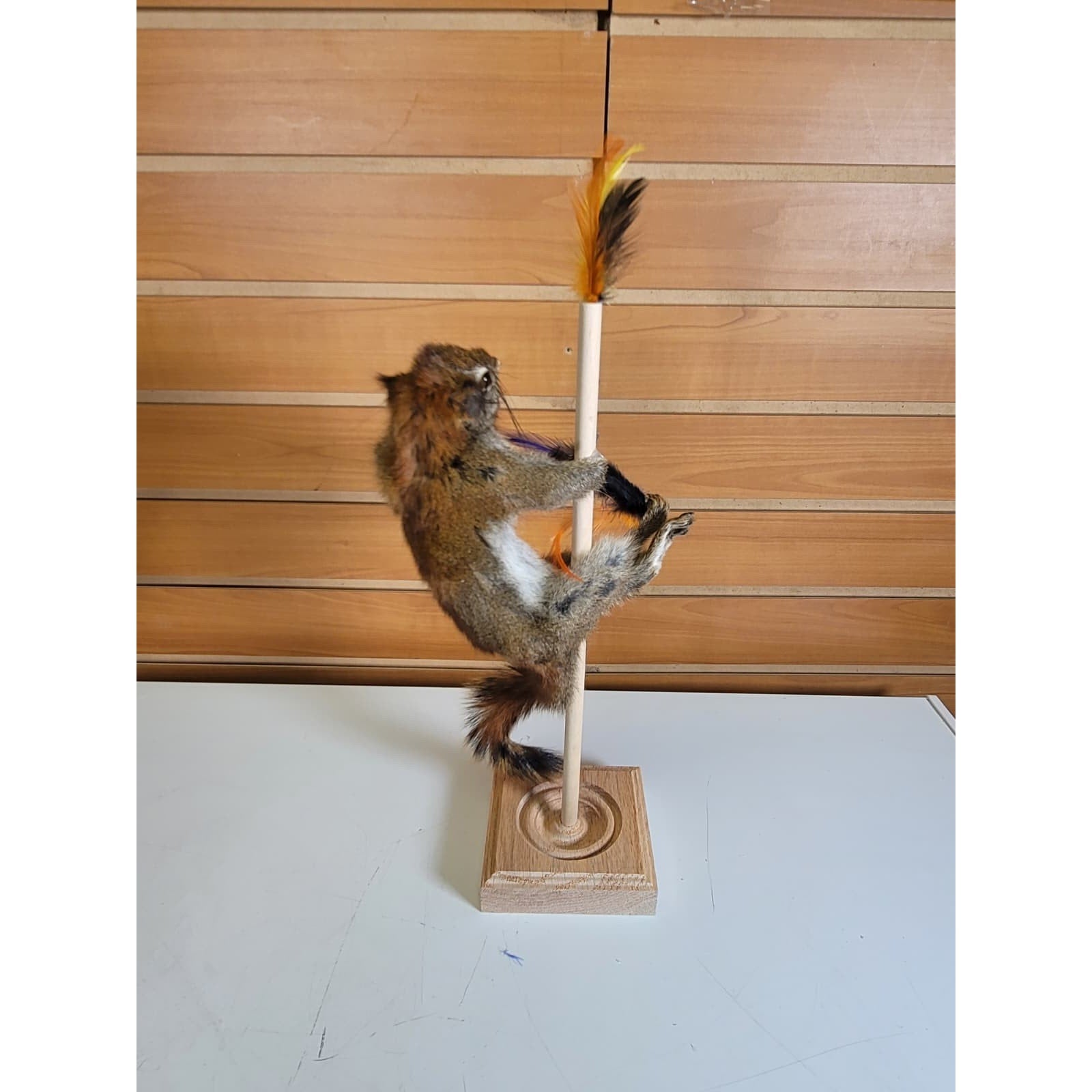 FHSQ312 - Stripping American Red Squirrel Taxidermy Mount