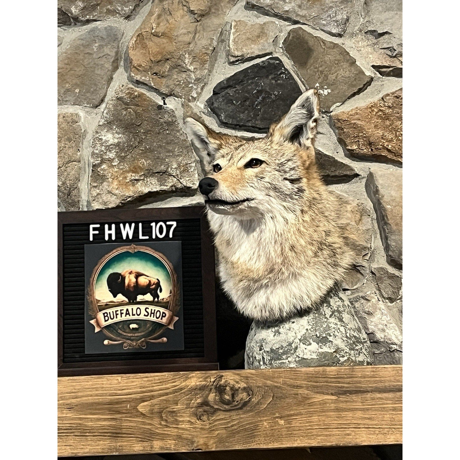 FHWL107 - Coyote Shoulder Museum Quality mount Taxidermy