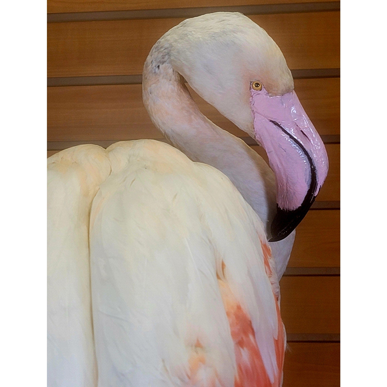 FHFLA303- Chilean Flamingo Lifesize Taxidermy Mount