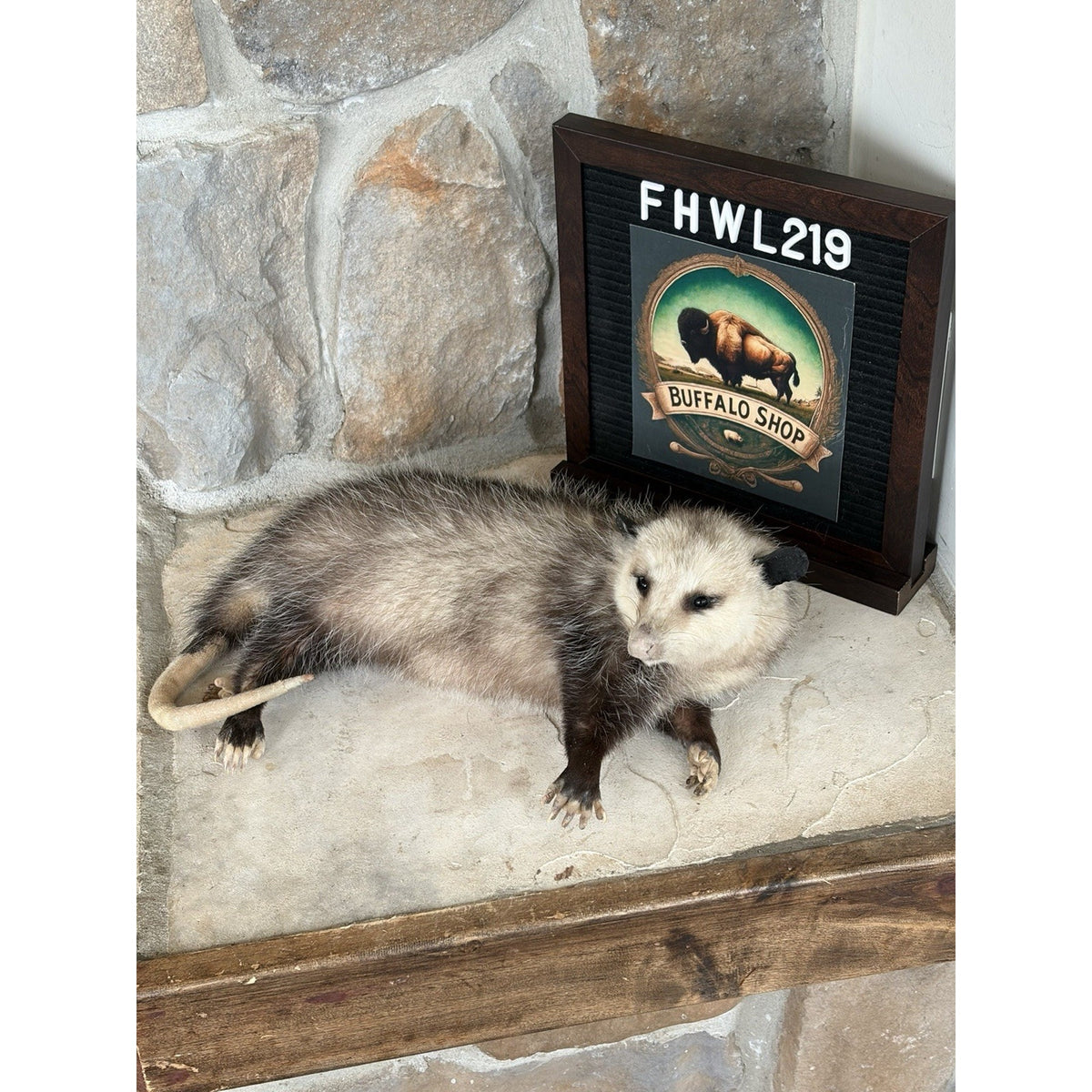 FHWL219 - Baby Opossum Taxidermy Full Body Mount