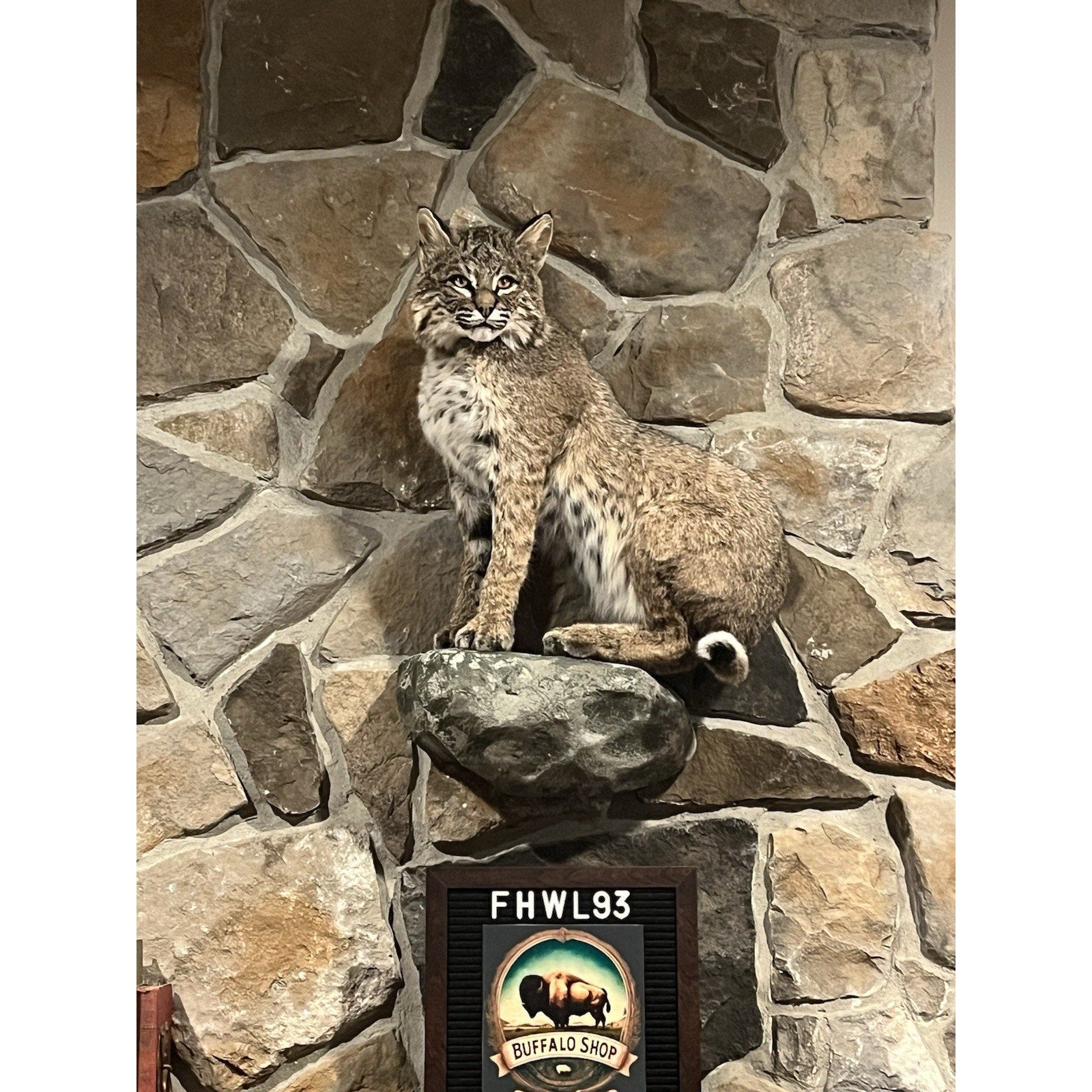 FHWL93 - Bobcat Taxidermy Full Body Mount