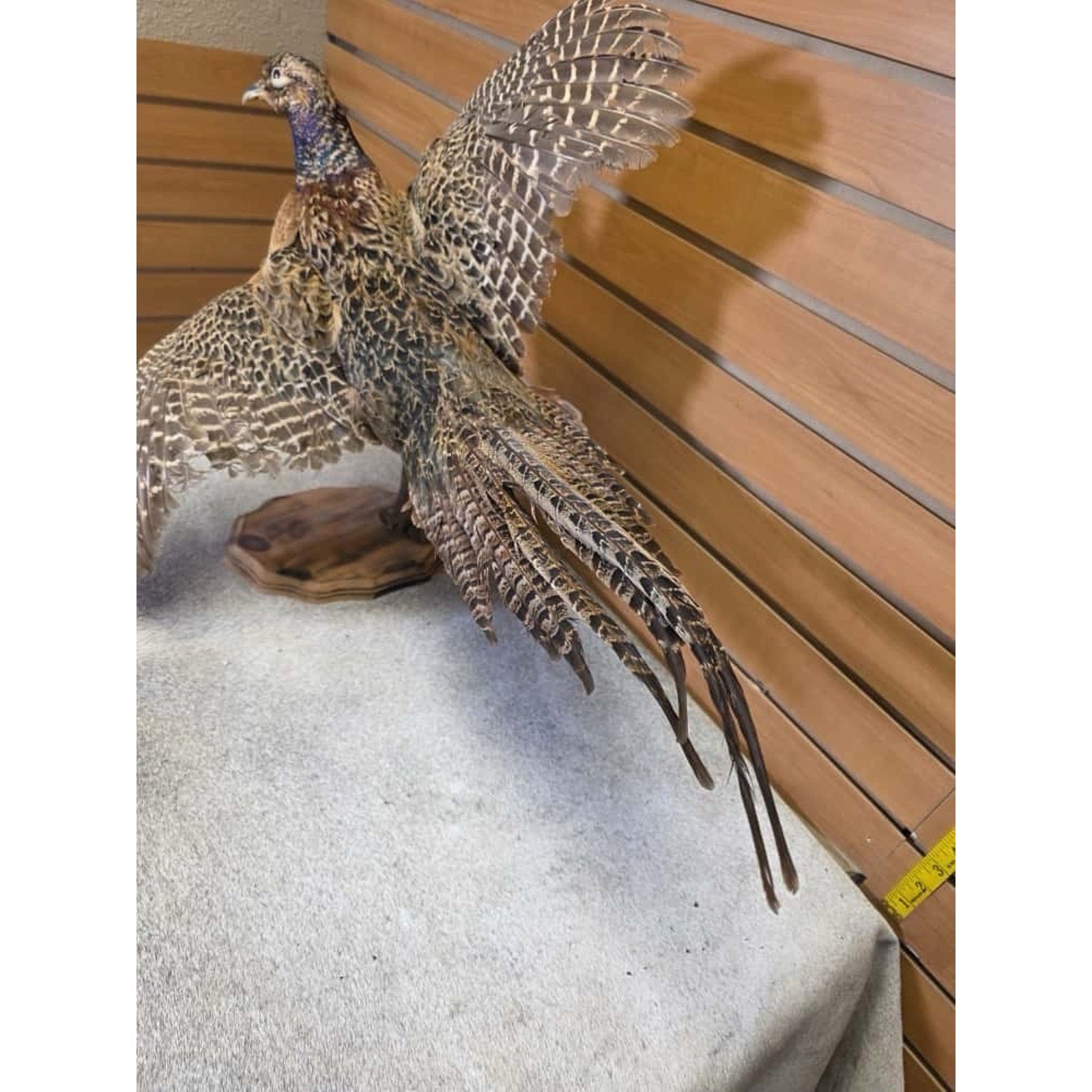 Jtv258 - morphodite ringneck Taxidermy Bird Mount