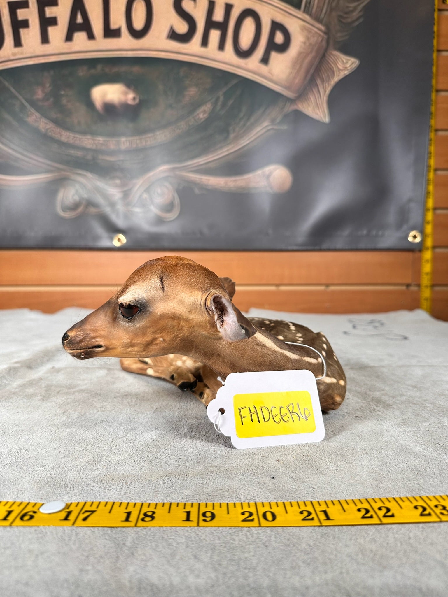 FHDEER6- Baby Deer Fawn tiny taxidermy mount