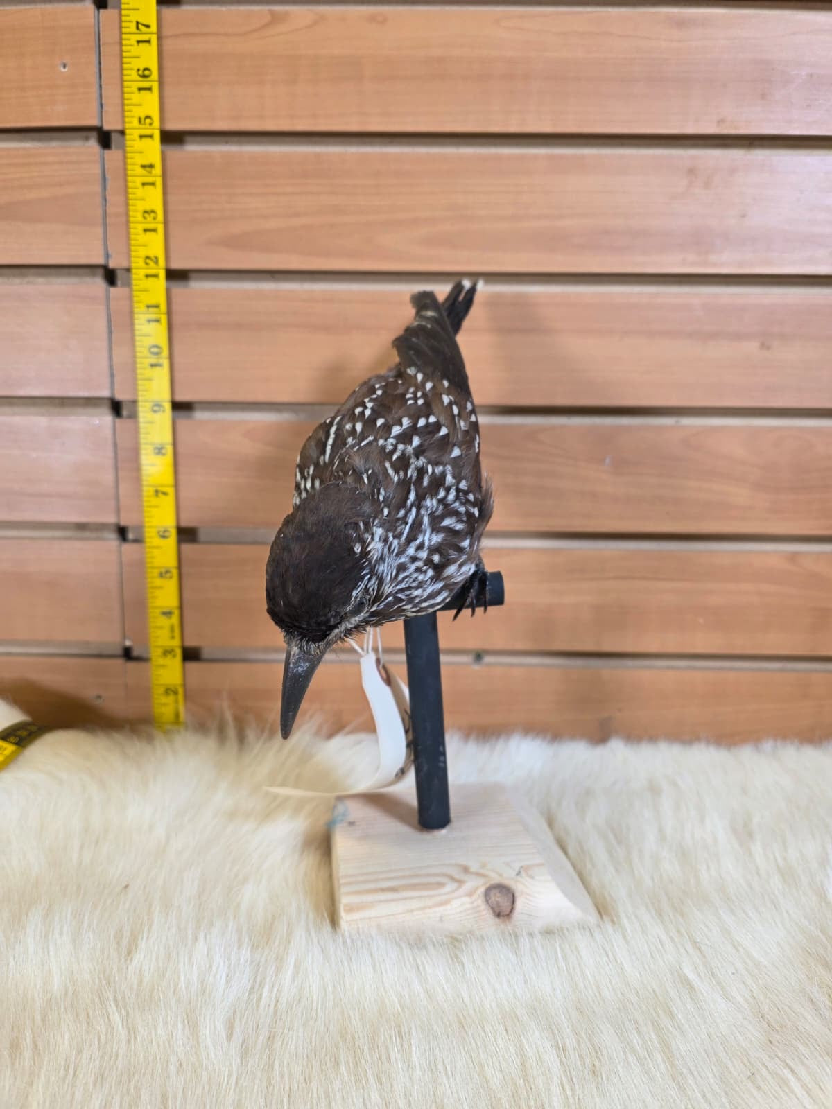 JF8 - Spotted Nuthatch taxidermy bird mount