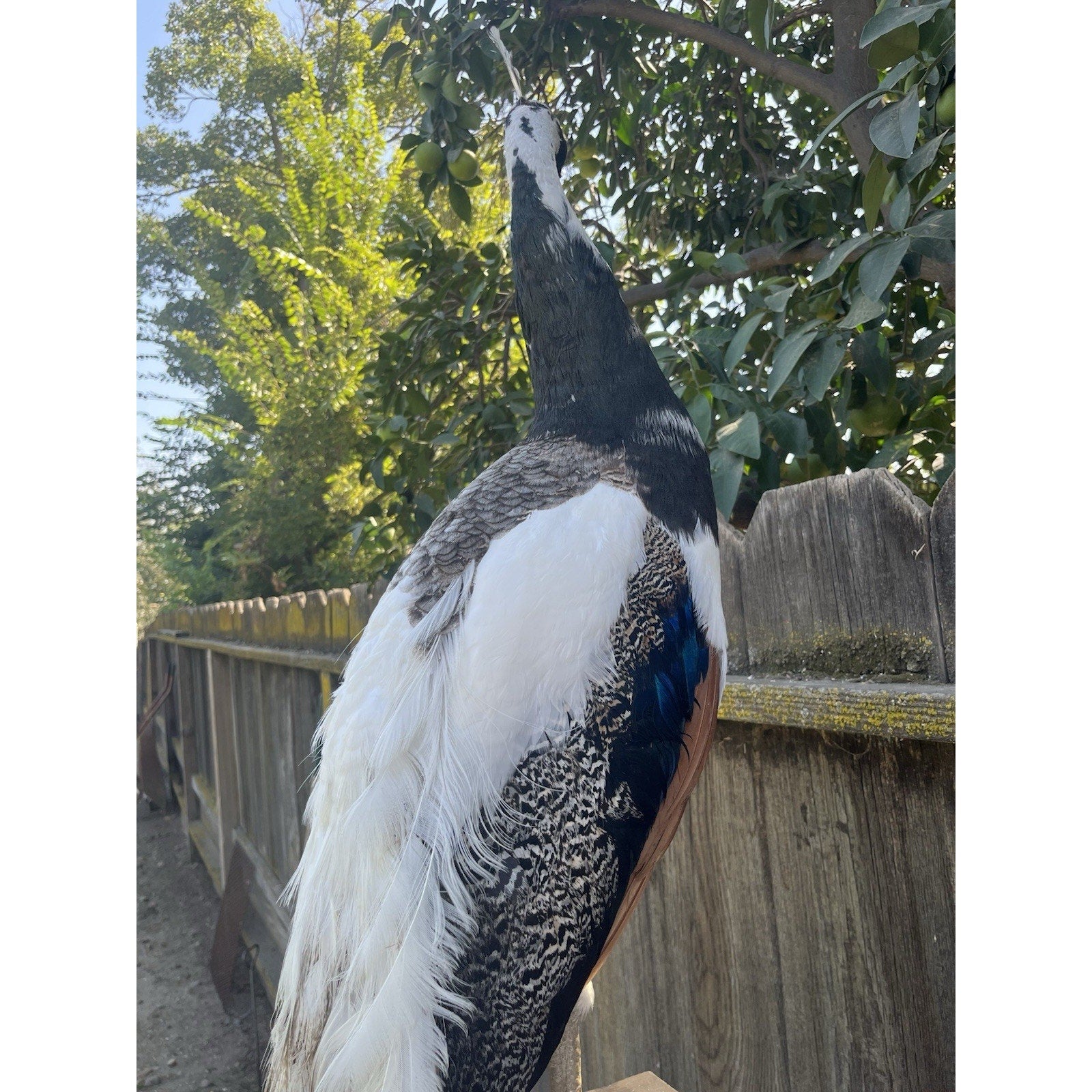 FHJOEL1002-Real Piebald PEACOCK Taxidermy Mount museum quality Facing Left
