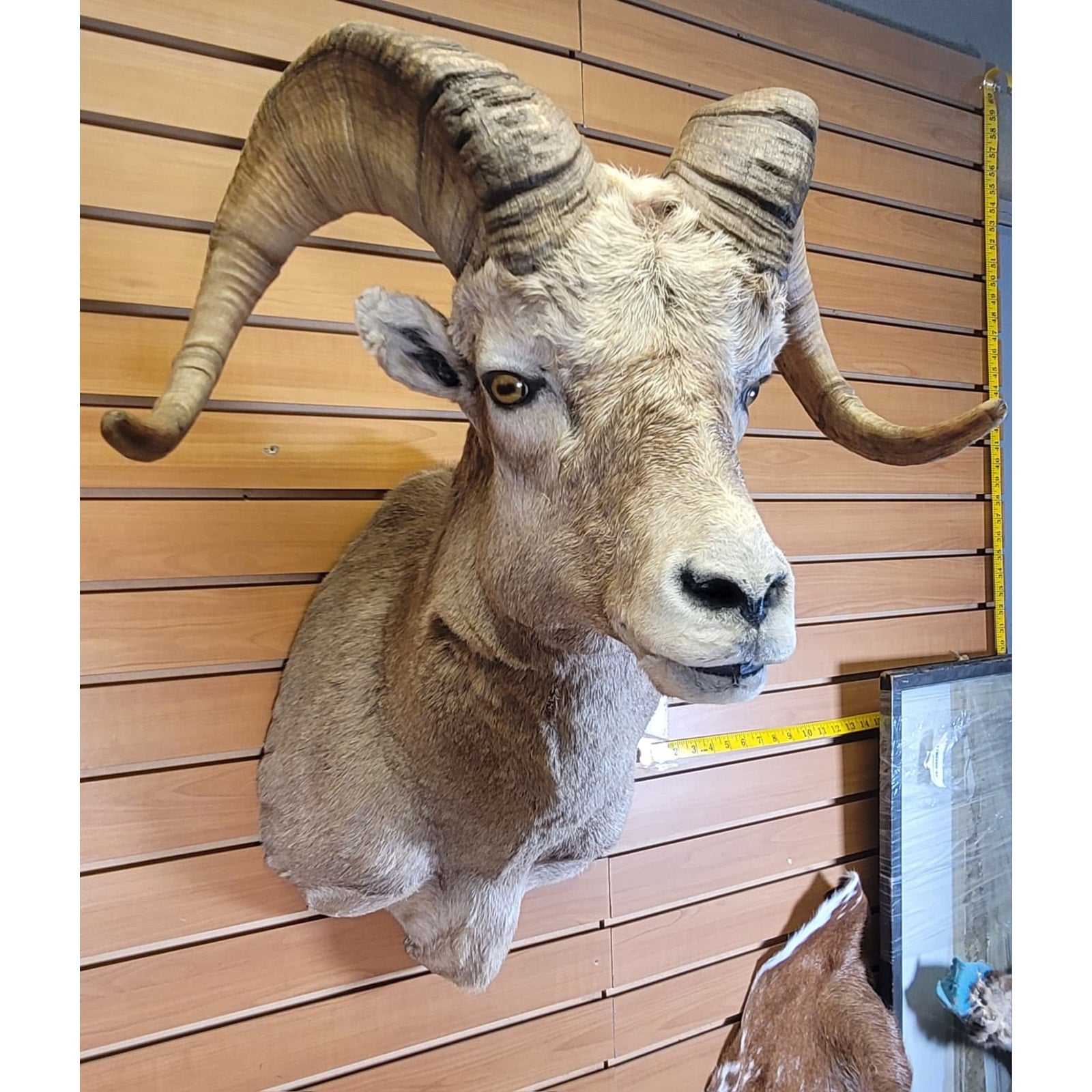 FHRAM301 - Bighorn Sheep Head – Taxidermy Mount