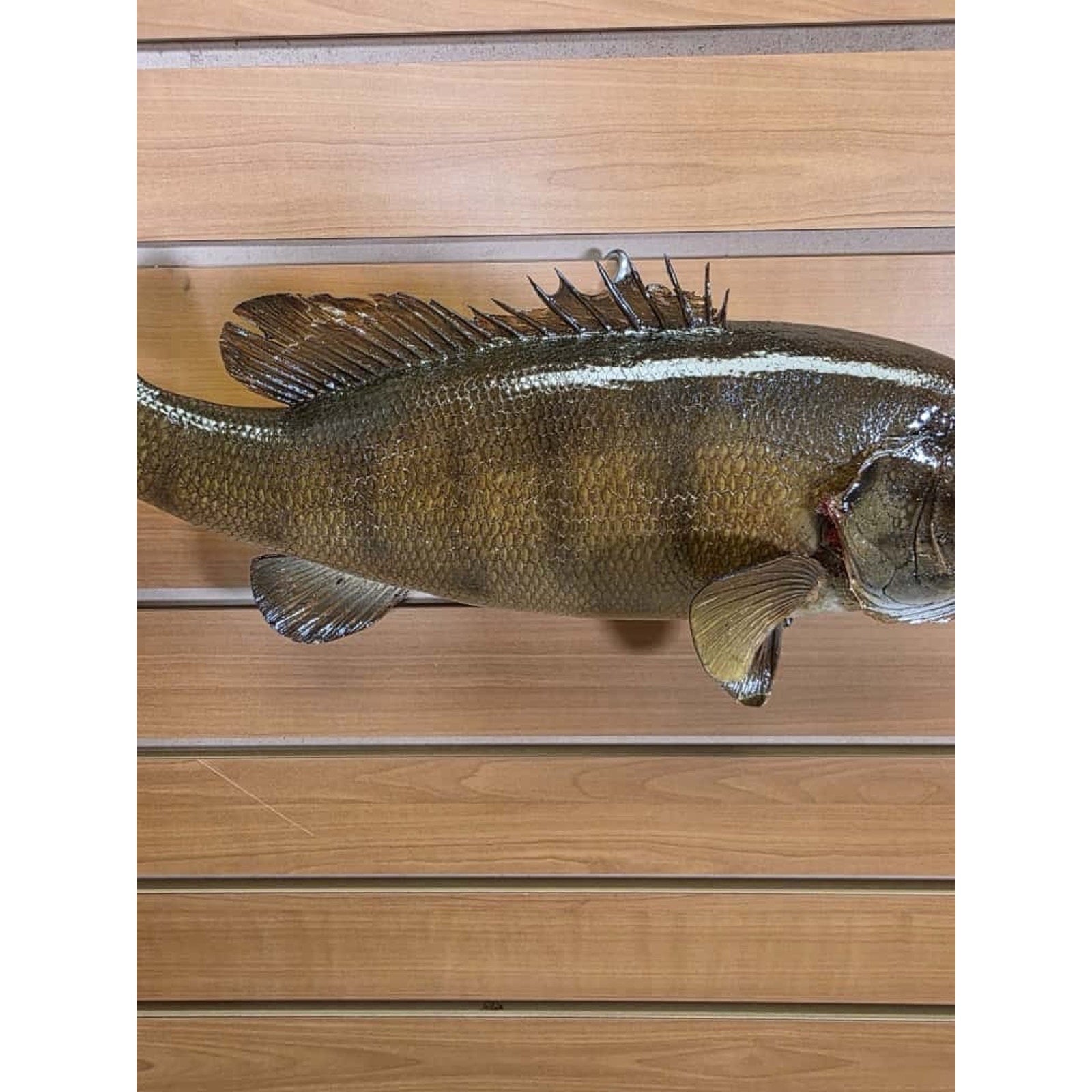 JTV207 - Small Mouth bass 17 1/2” Real Skin Fish Taxidermy Mount