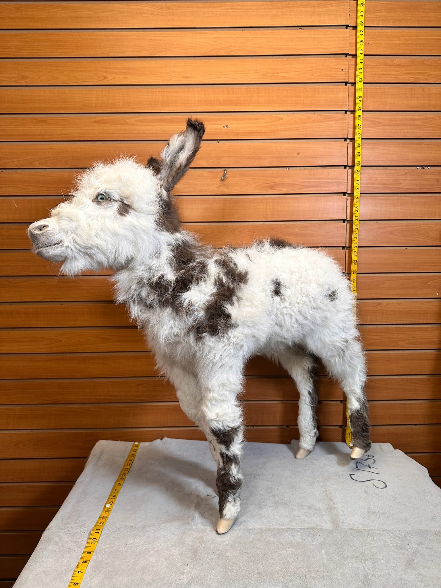 FH199-Rare Real Baby Donkey Taxidermy Mount - Not Posable