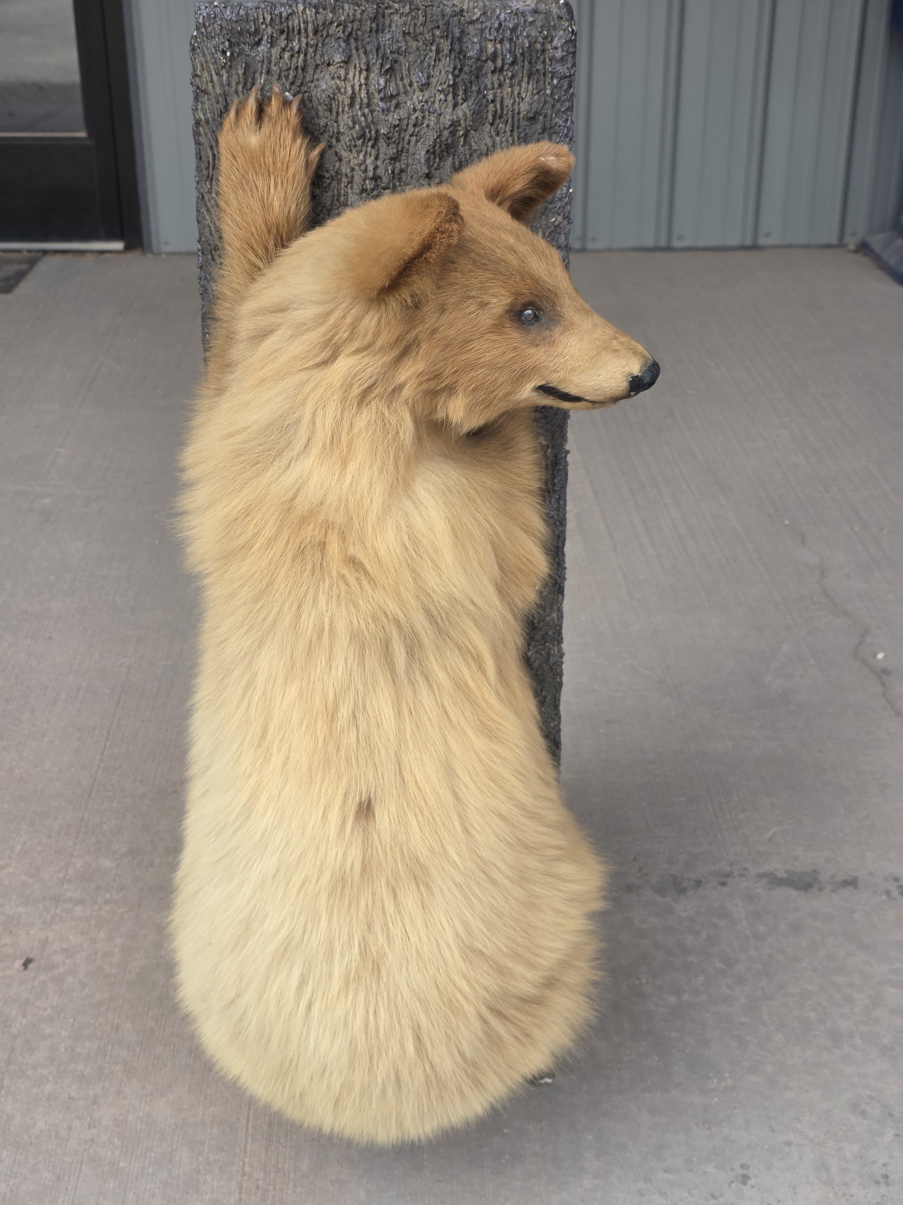 FH7828 - Extremely cute baby bear taxidermy mount