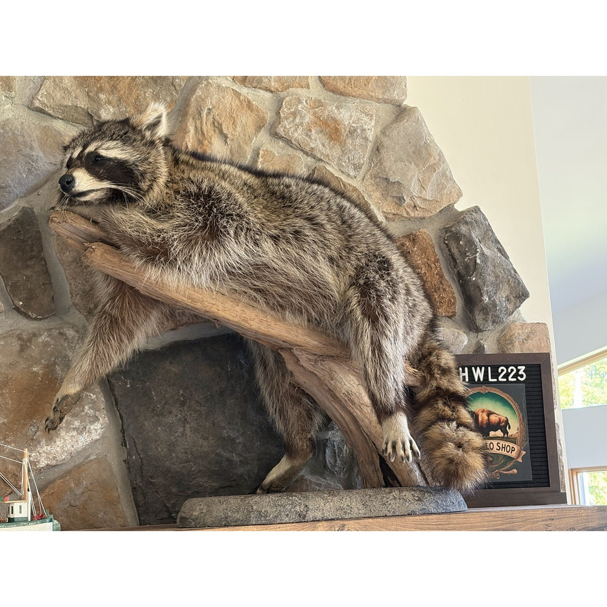 FHWL223 -premium Fat Raccoon Taxidermy Mount