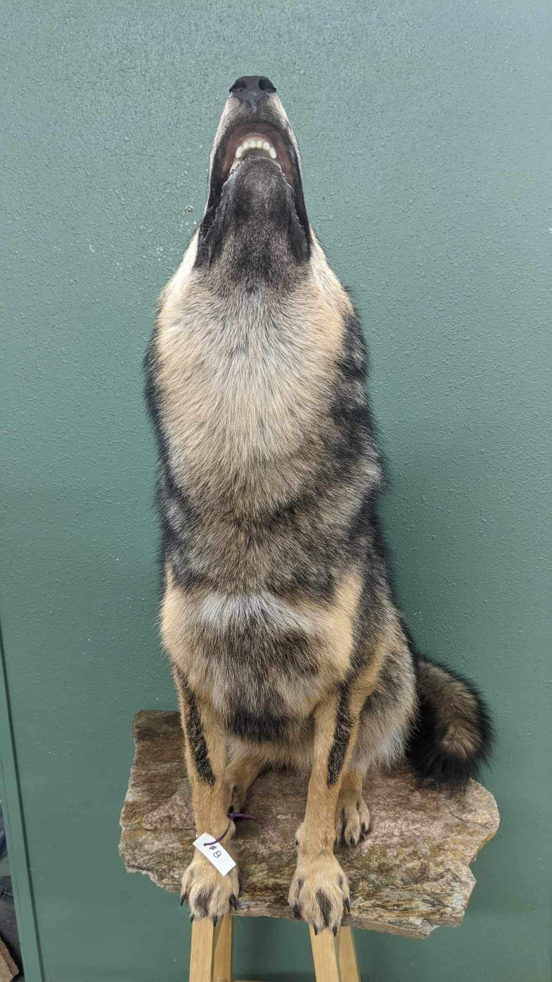 Alaskan wolf howling full body taxidermy mount