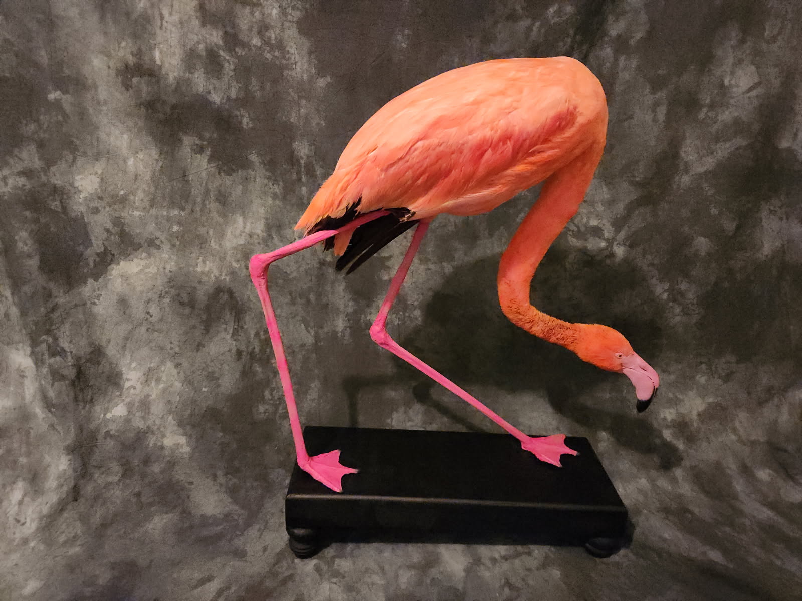 FHFLAM1 - Chilean Flamingo Museum quality Taxidermy mount bird
