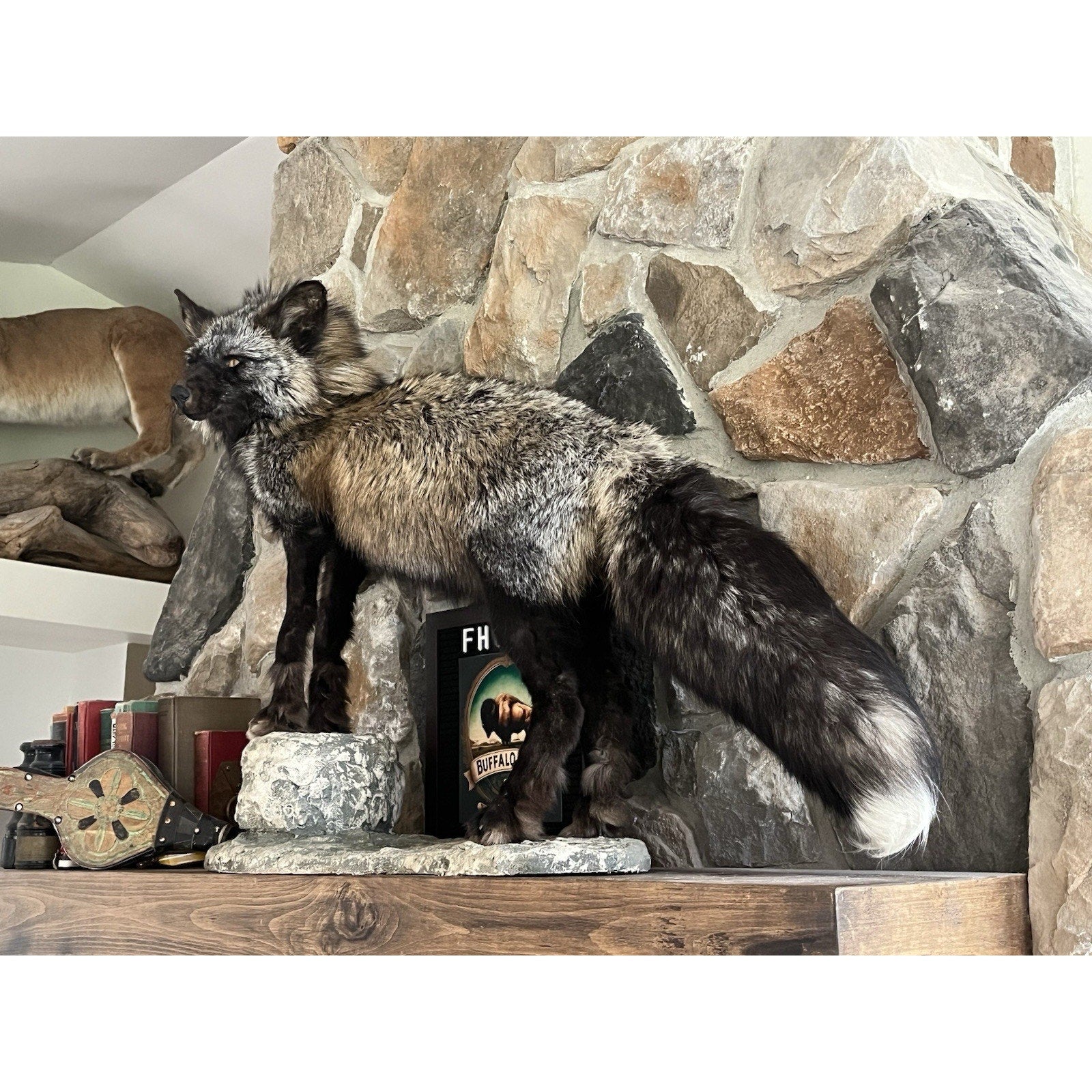 FHWL129 - Premium Silver Fox Taxidermy Full Body Mount