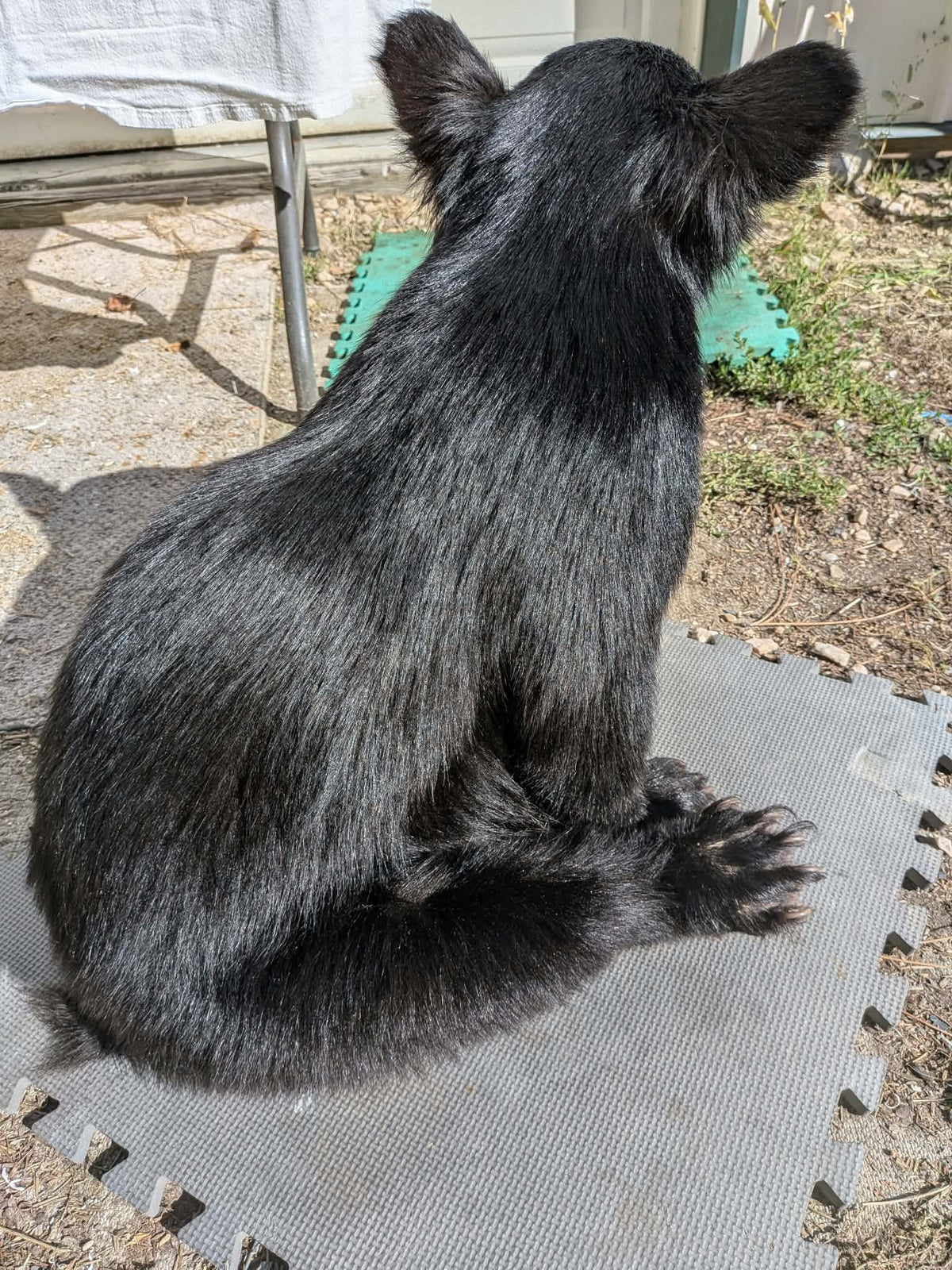 FHPAT235 -Baby Black Bear Cub Full Body taxidermy mount