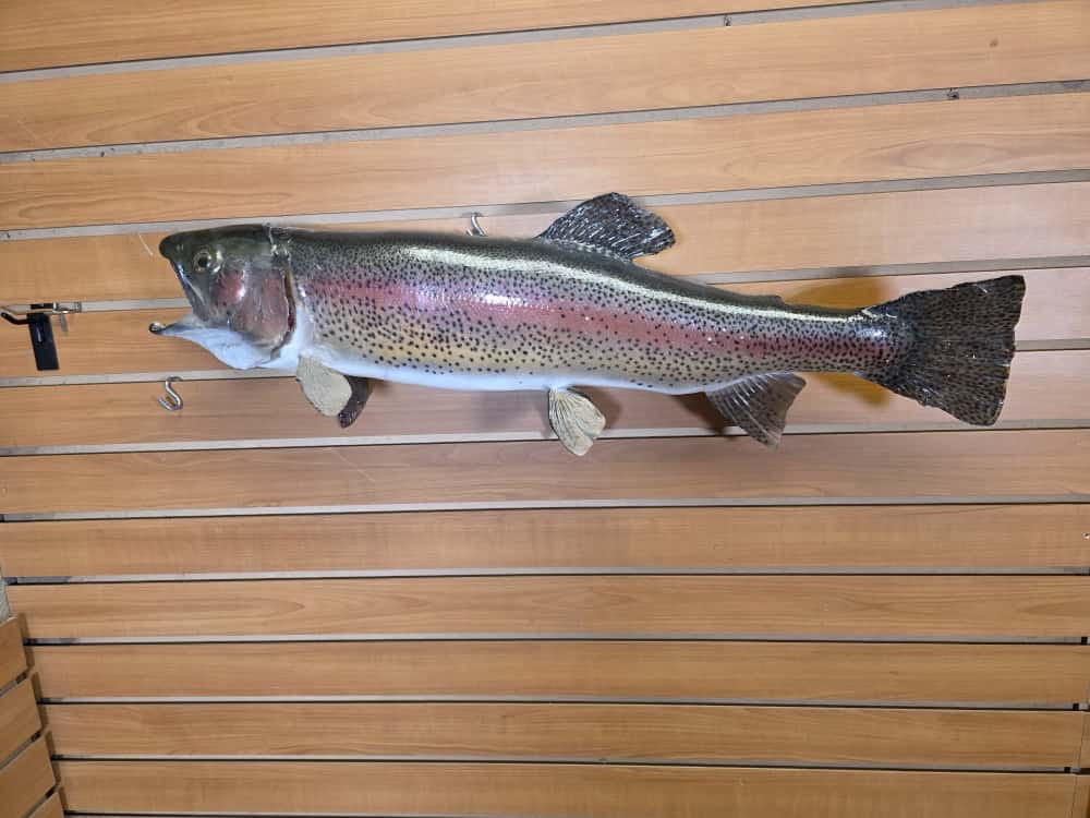 FHCM268 -29” Rainbow Trout Real Skin Fish Taxidermy