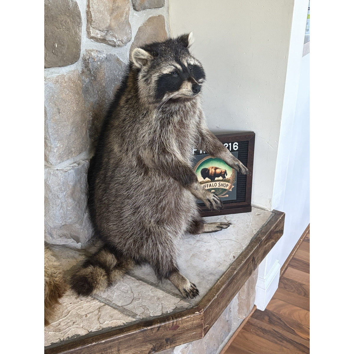 FHWL216 -premium Fat Raccoon Taxidermy Mount