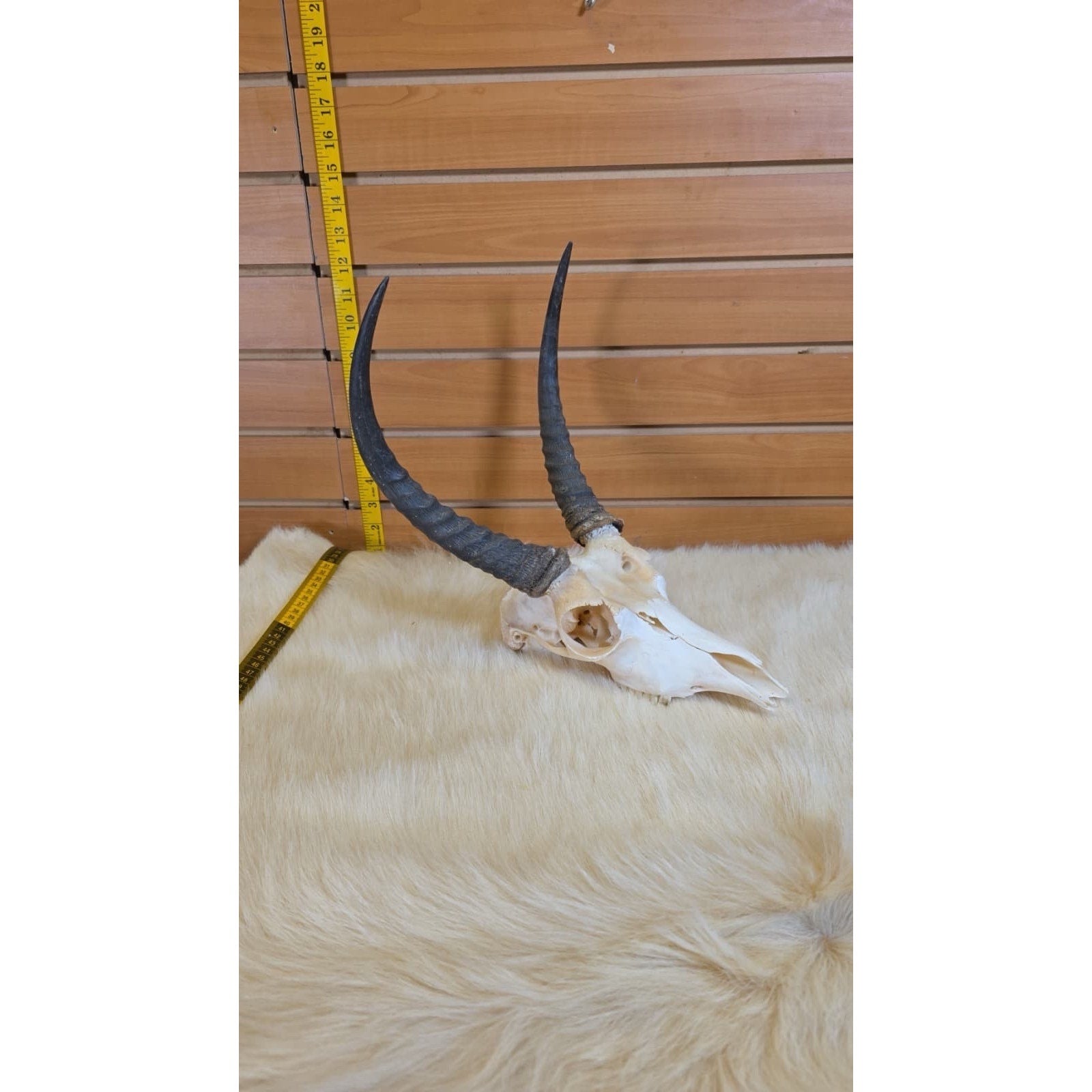 JF11 - Reedbuck Real Skull Taxidermy