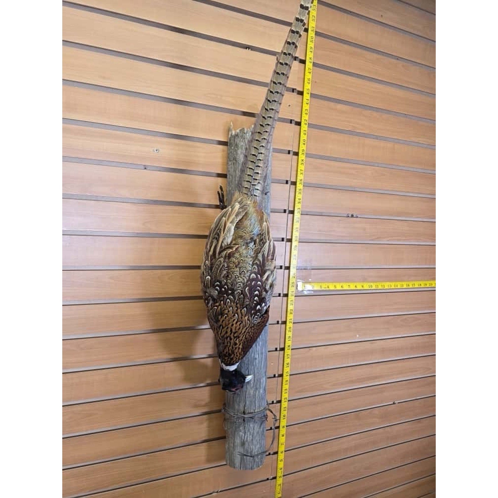 JTV237 - Pheasant Taxidermy Mount Bird
