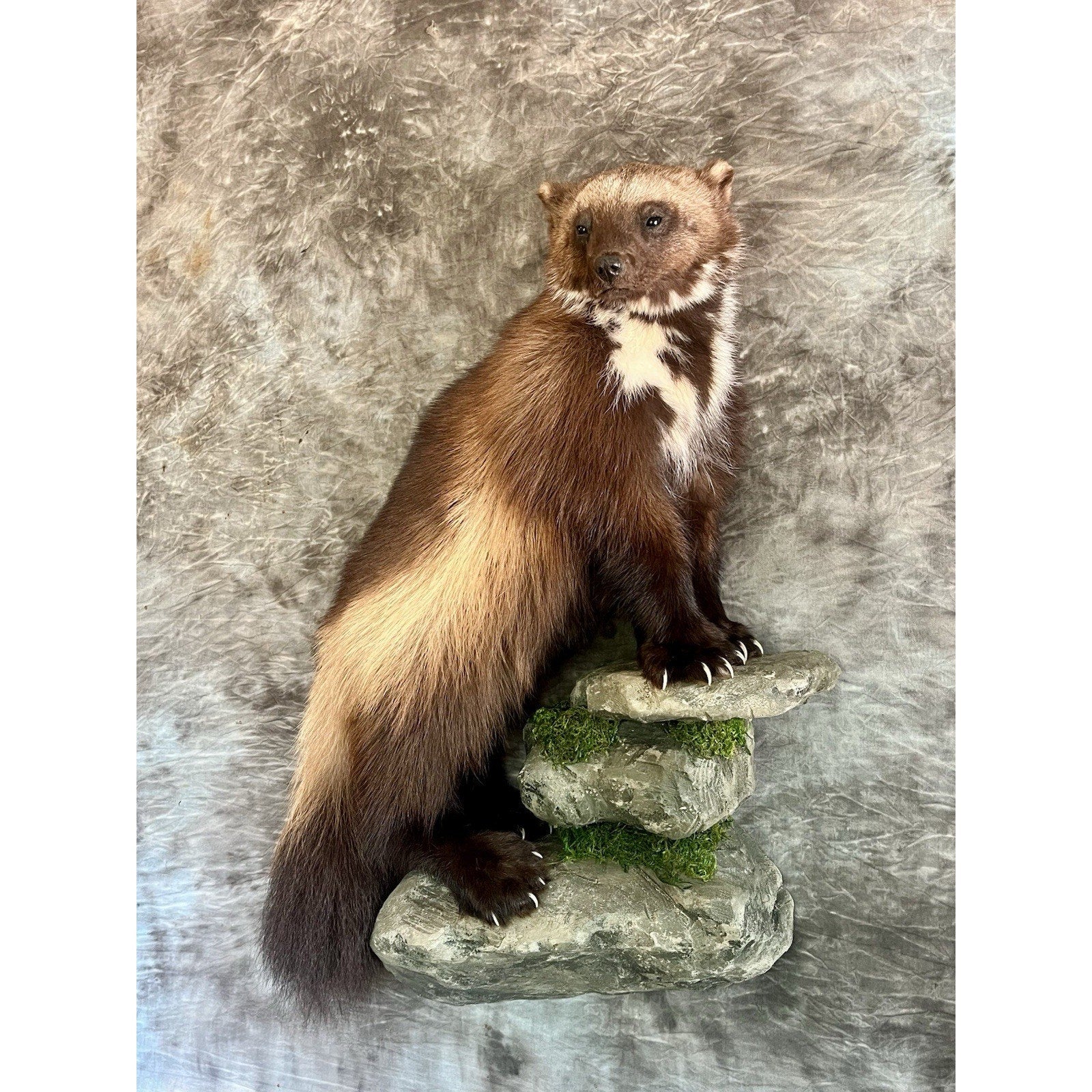 FHWOLV46-Beautiful Real Alaskan Wolverine Prime Fur Taxidermy Mount
