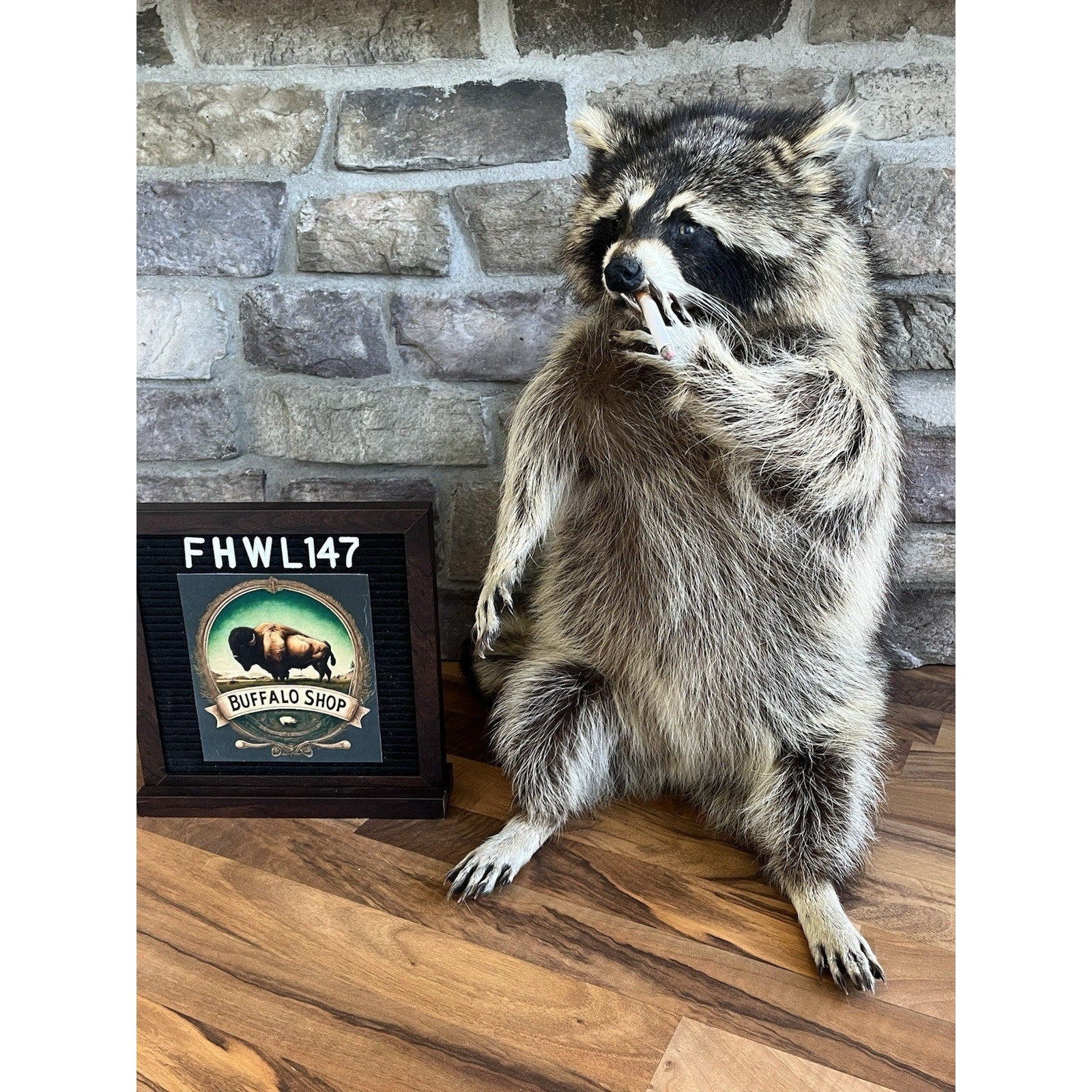 FHWL147- Fat Smoking Raccoon Taxidermy Mount