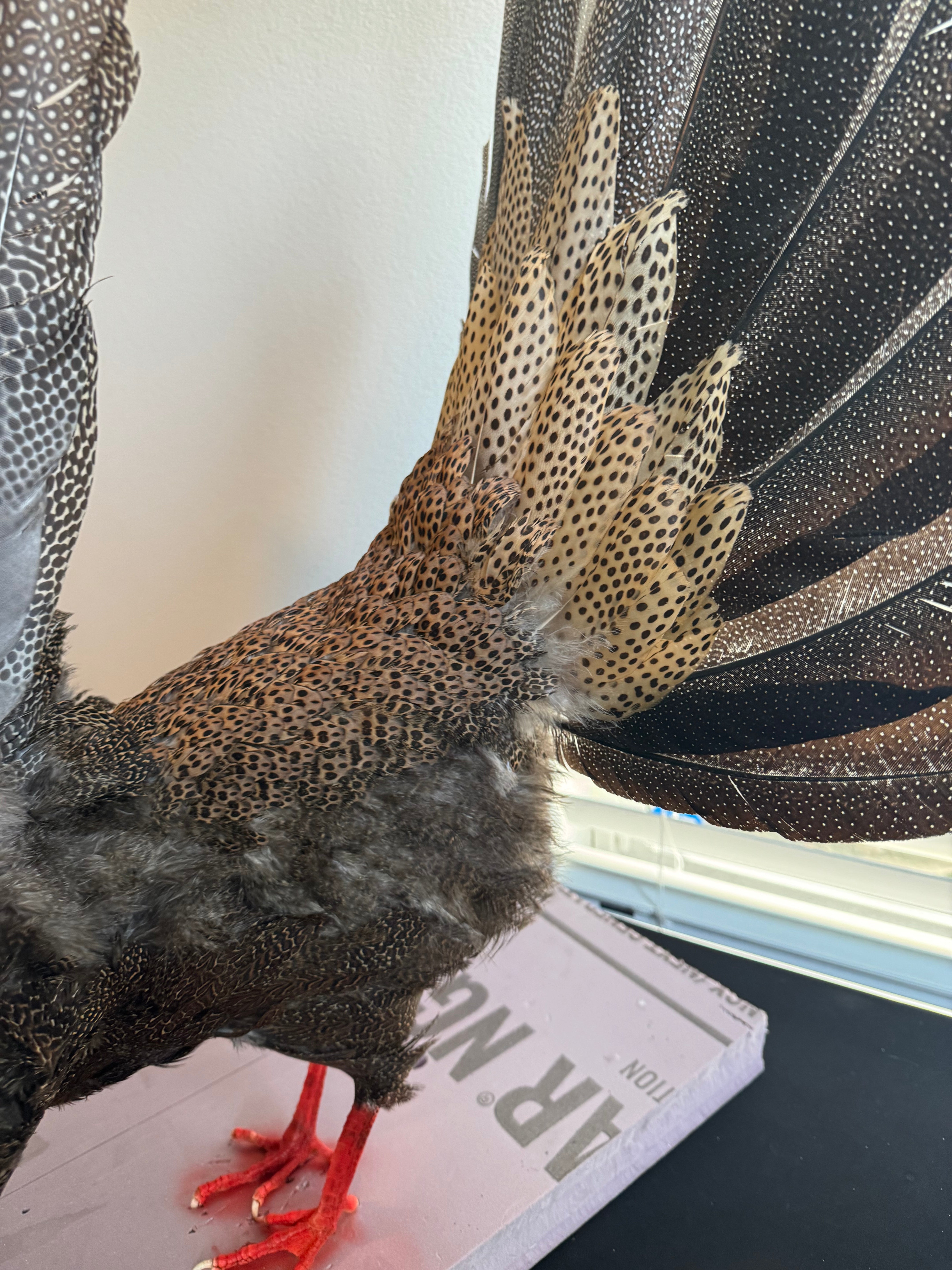 FHKY2 - Museum Quality Male Argus pheasant taxidermy mount
