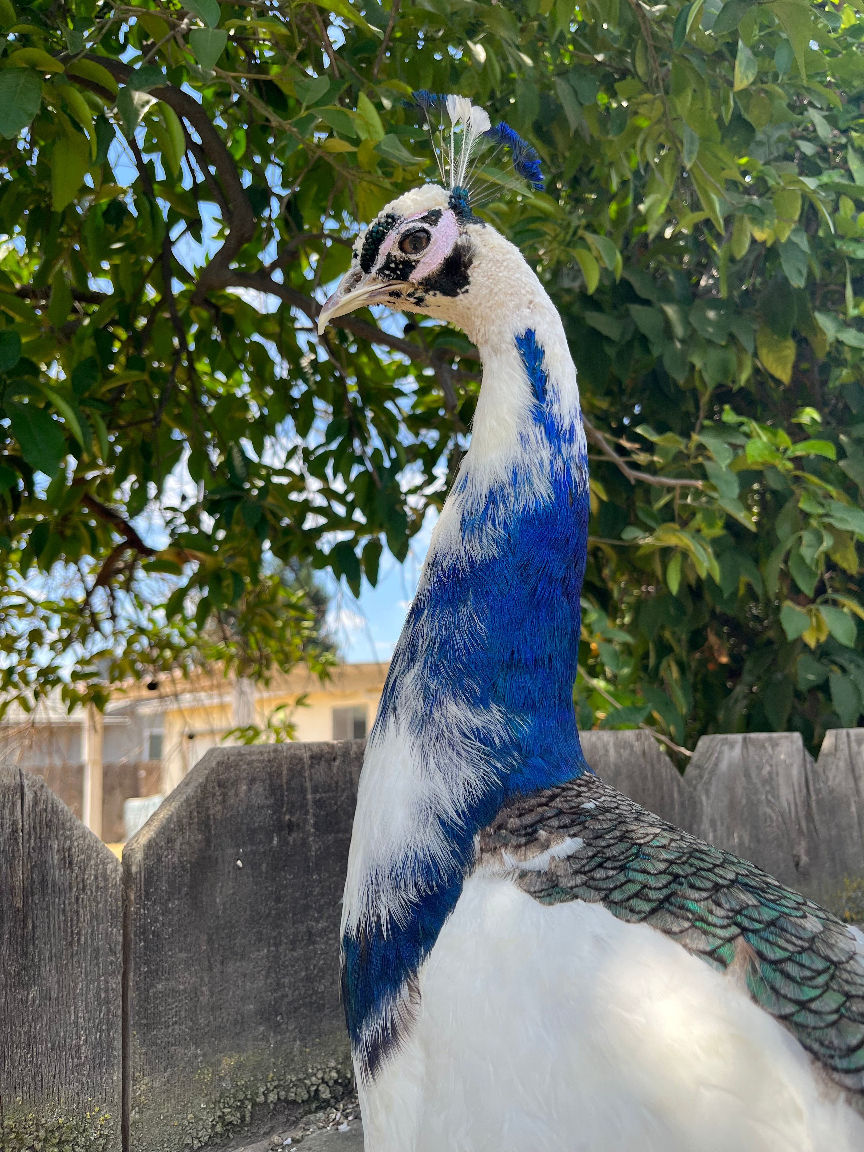 Museum quality pied PEACOCK Taxidermy Mount