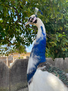 Museum quality pied PEACOCK Taxidermy Mount