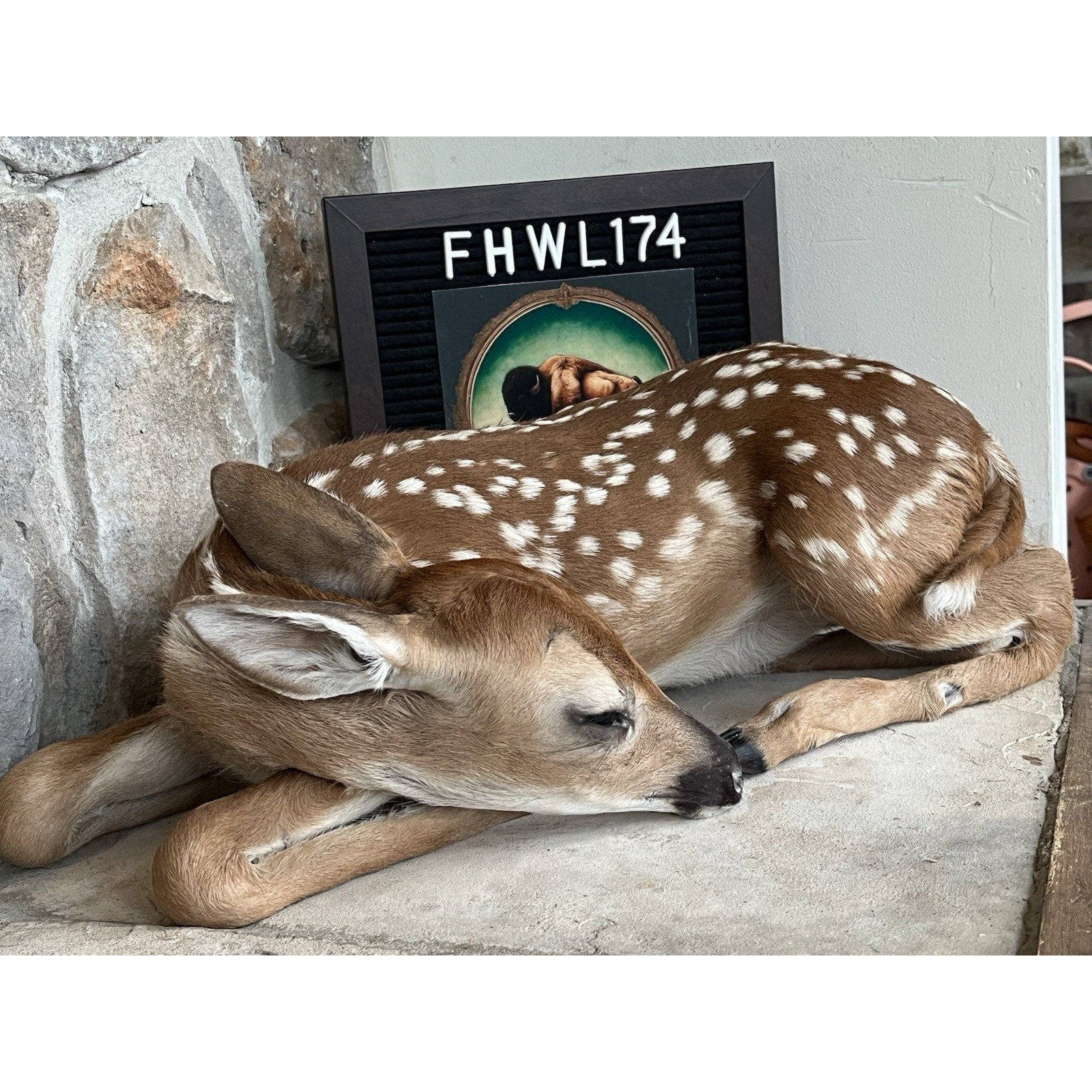 FHWL174 - Fawn Deer Taxidermy Mount