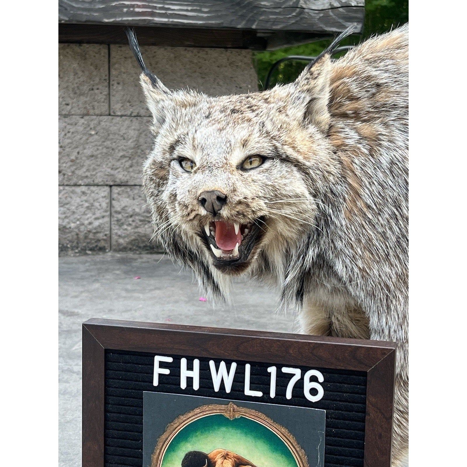 FHWL176- Alaskan Lynx Taxidermy Full Body Mount Prime Fur