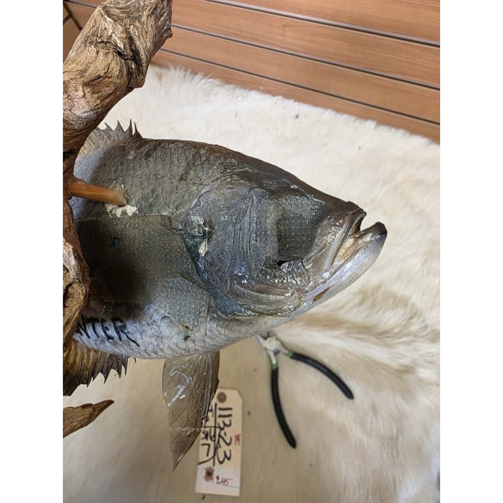 JTV227 - Real Skin Crappie Fish Taxidermy Mount 11.5”