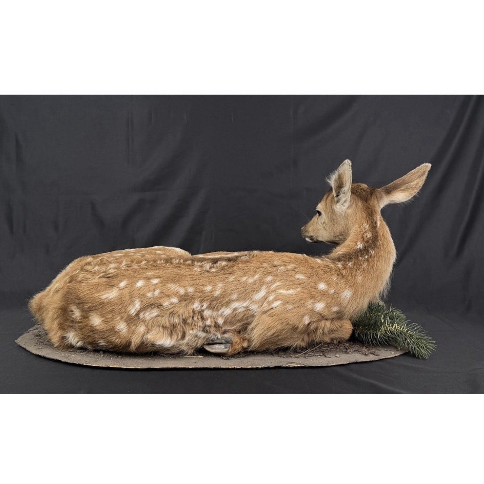 FHPATDB1 - Real Baby Elk Calf Fawn Taxidermy Mount
