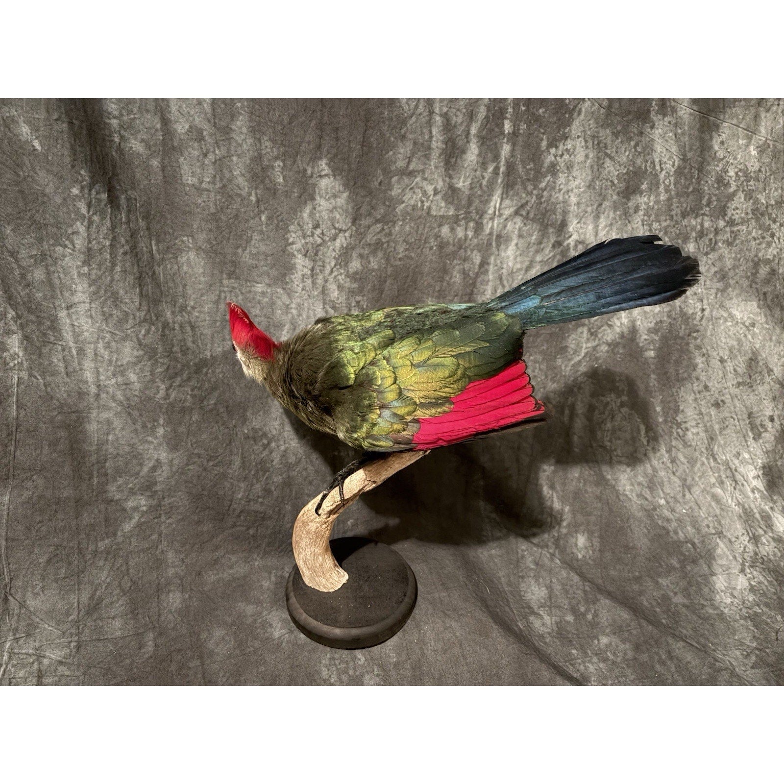 FHADA111 - Red-crested turaco Taxidermy Bird Mount