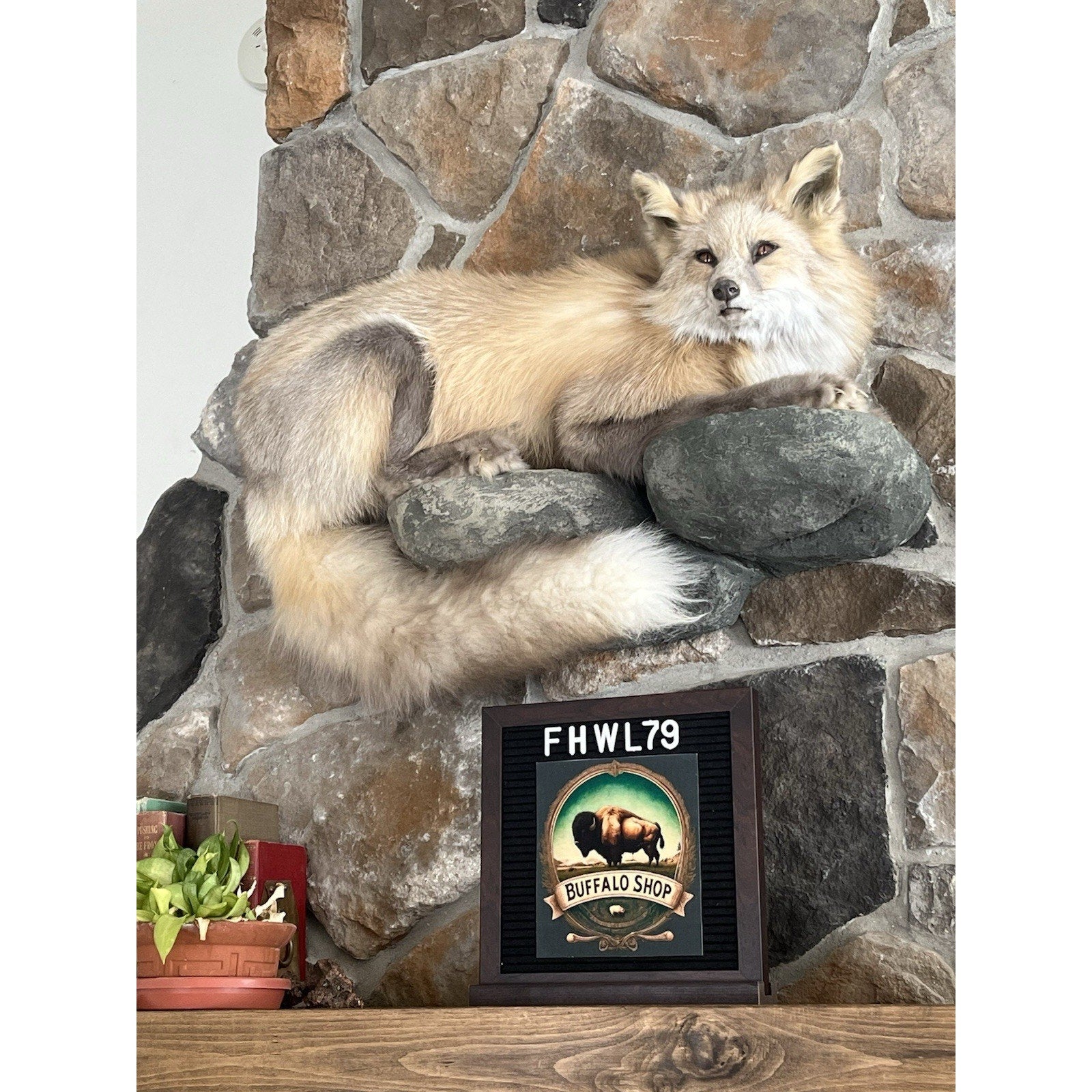 FHWL79 - Museum Quality Red Fox Taxidermy mount