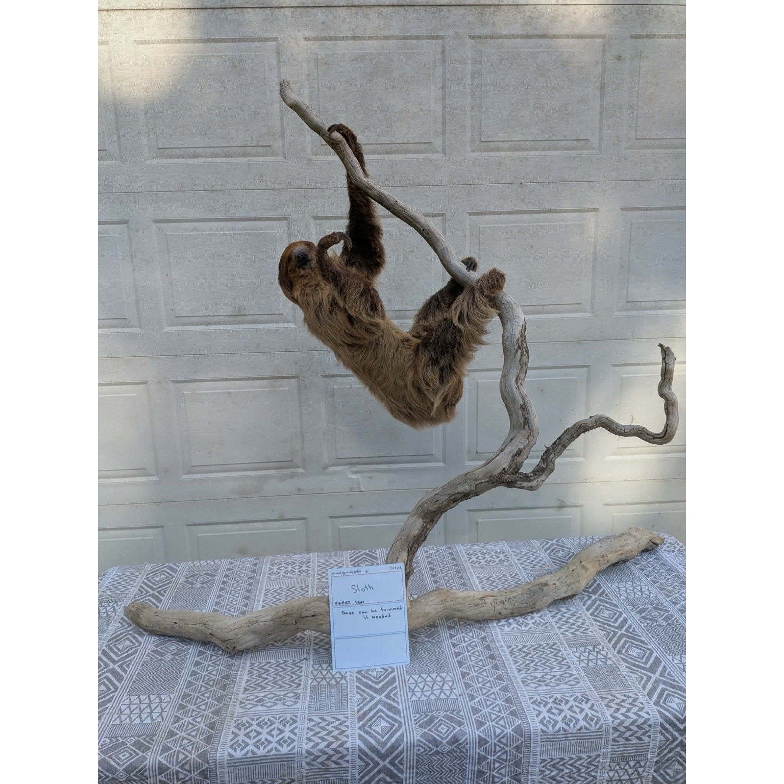 FHPAT160 - New Adult Sloth Taxidermy Mount Full Body