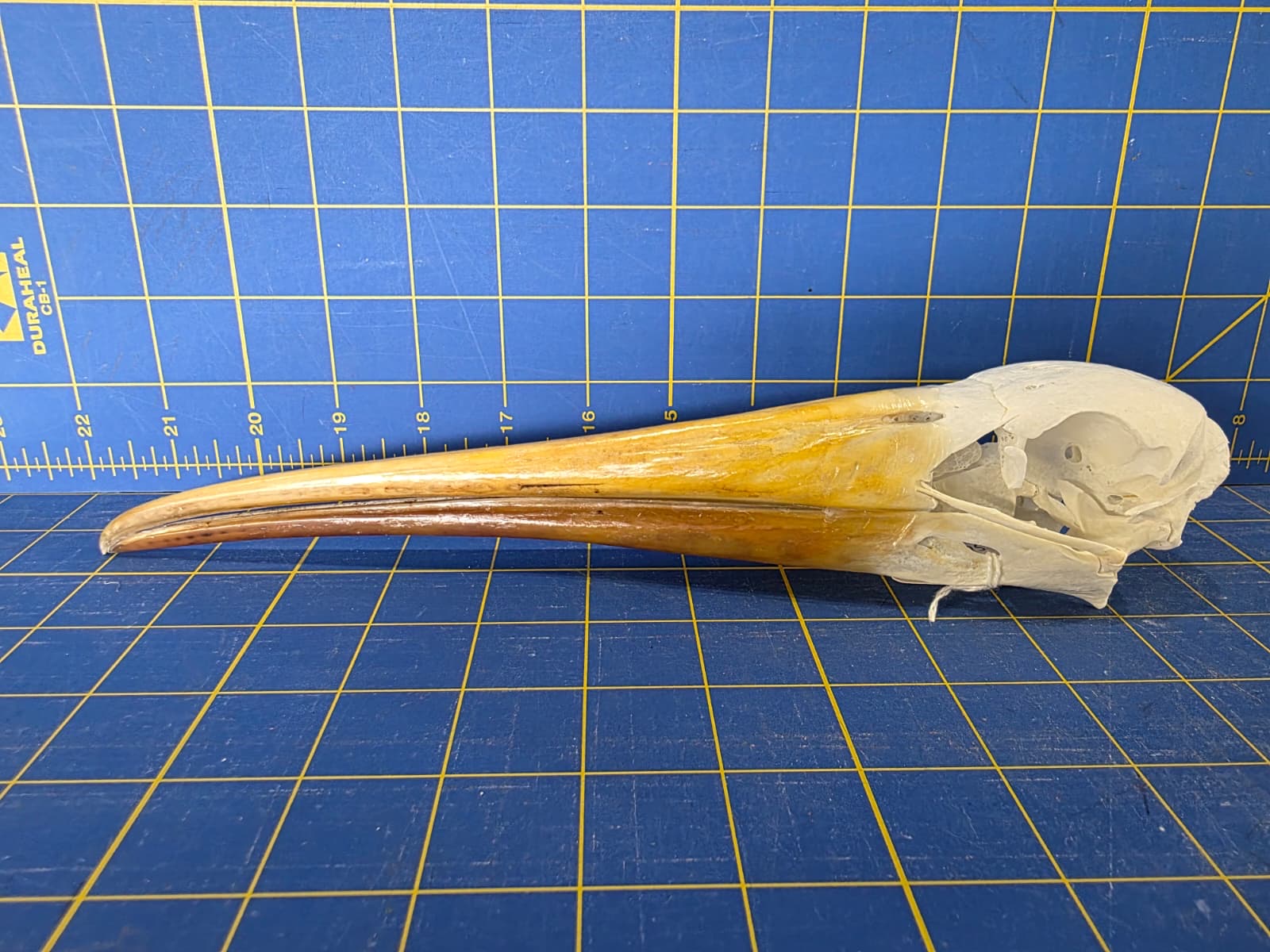 JTV201 - Real Yellow-billed stork Bird Skull Taxidermy