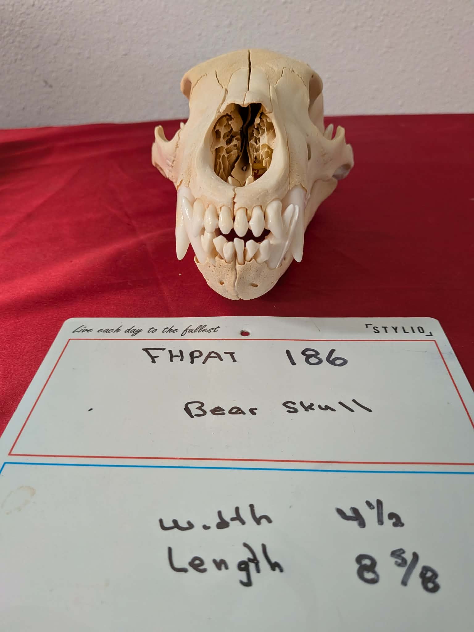 FHPAT186 -professionally cleaned black bear skull