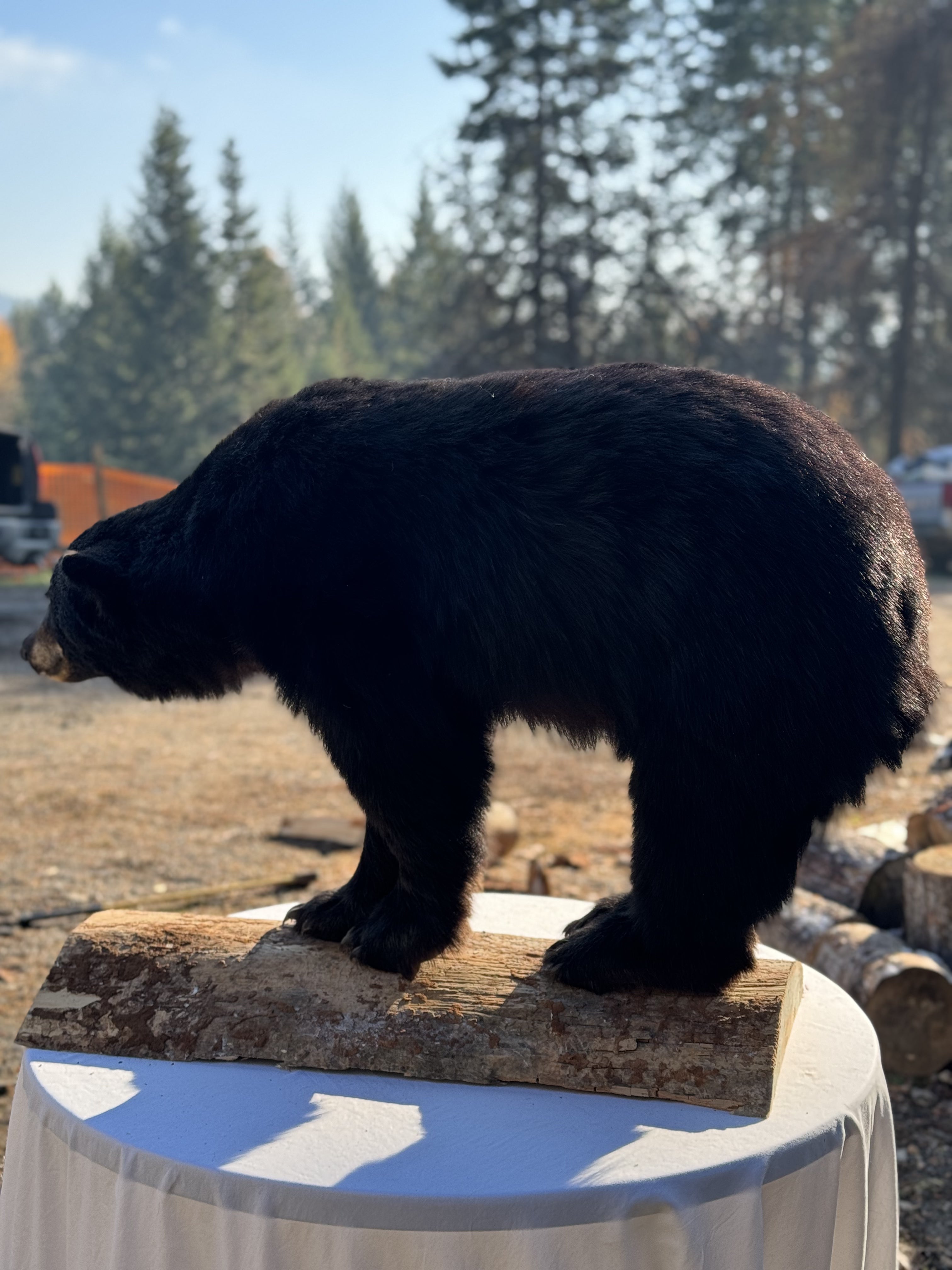 Black bear full body mount new