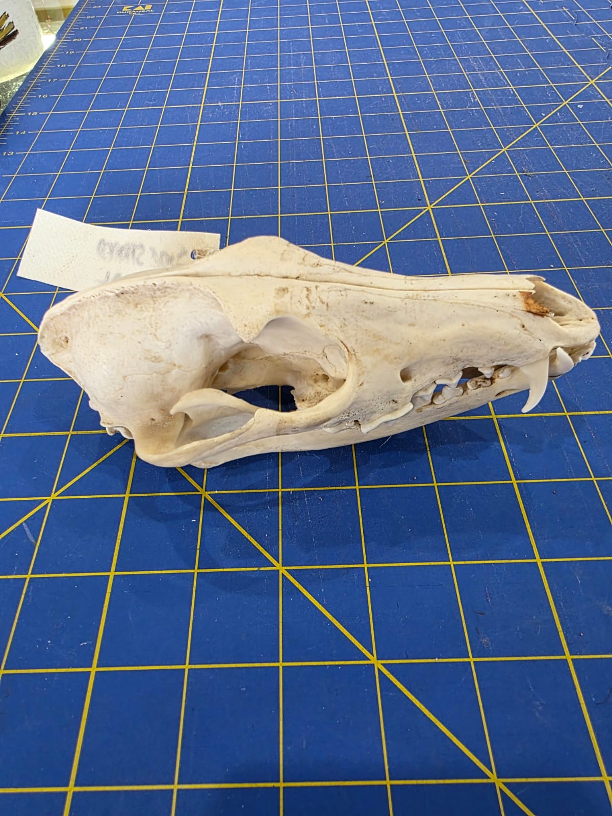 JVN1 - Side Striped Jackal skull