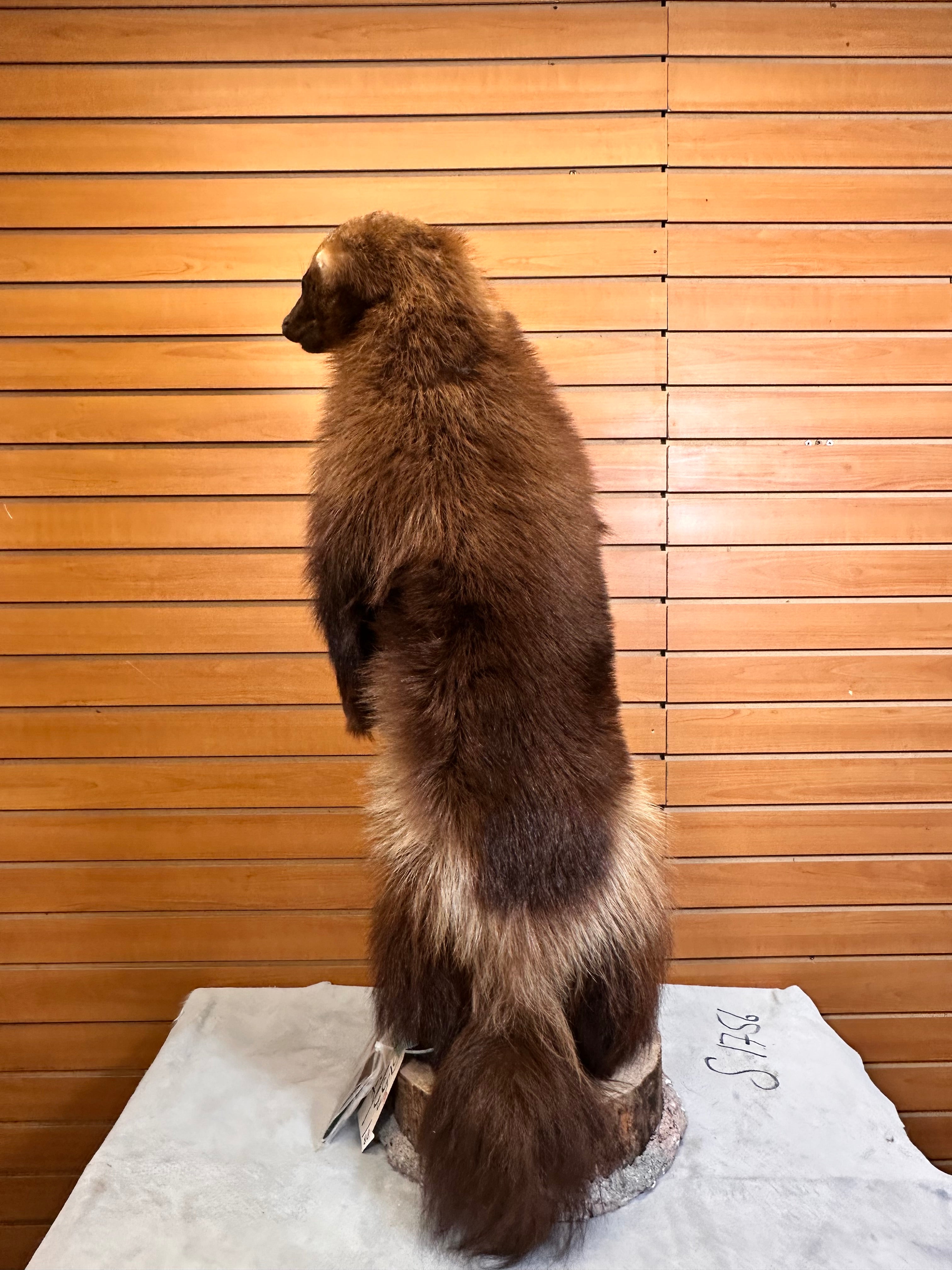FHWOLV42-Beautiful Real Alaskan Wolverine Prime Fur Taxidermy Mount