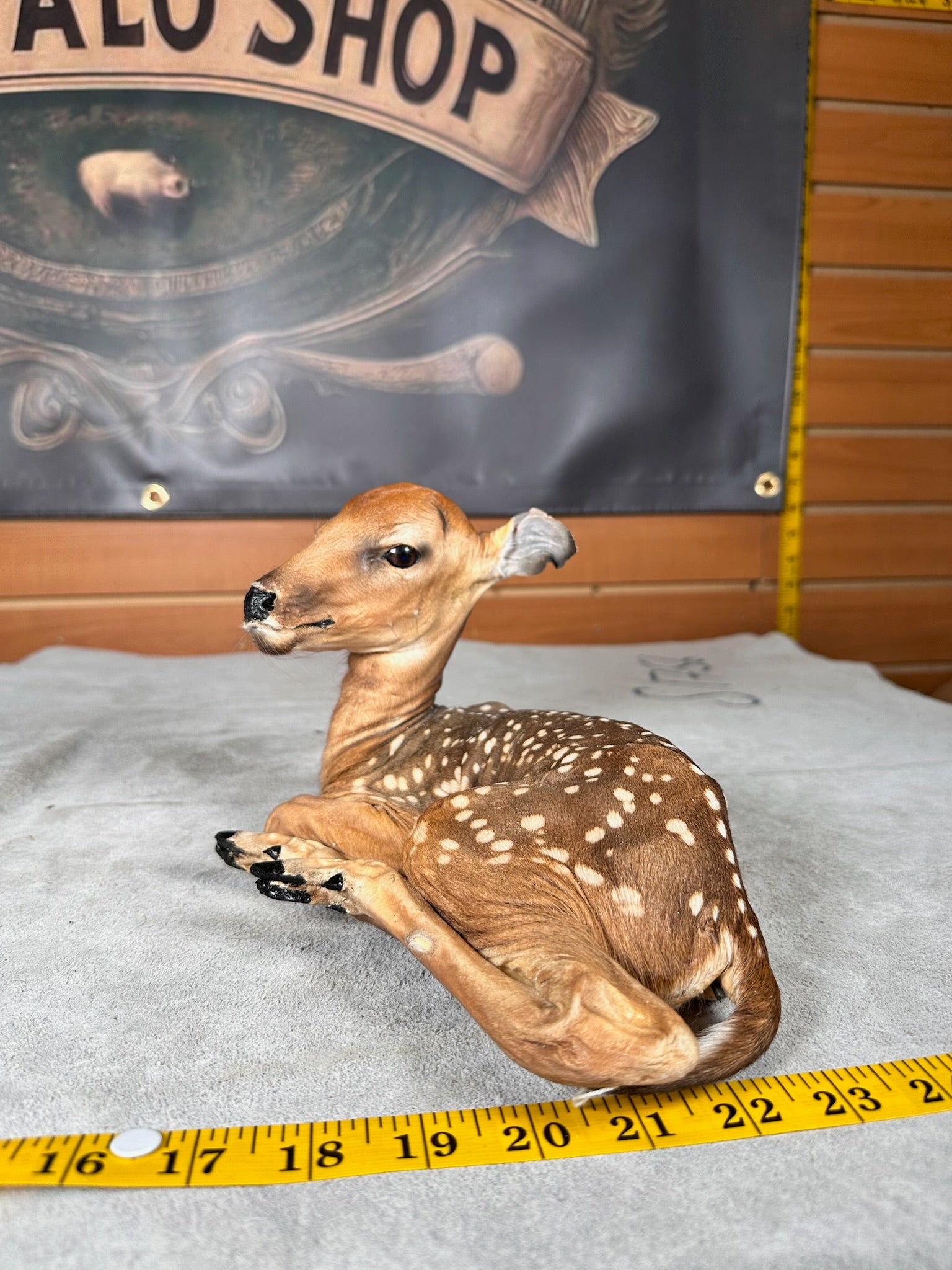 FHDEER7- Baby Deer Fawn tiny taxidermy mount