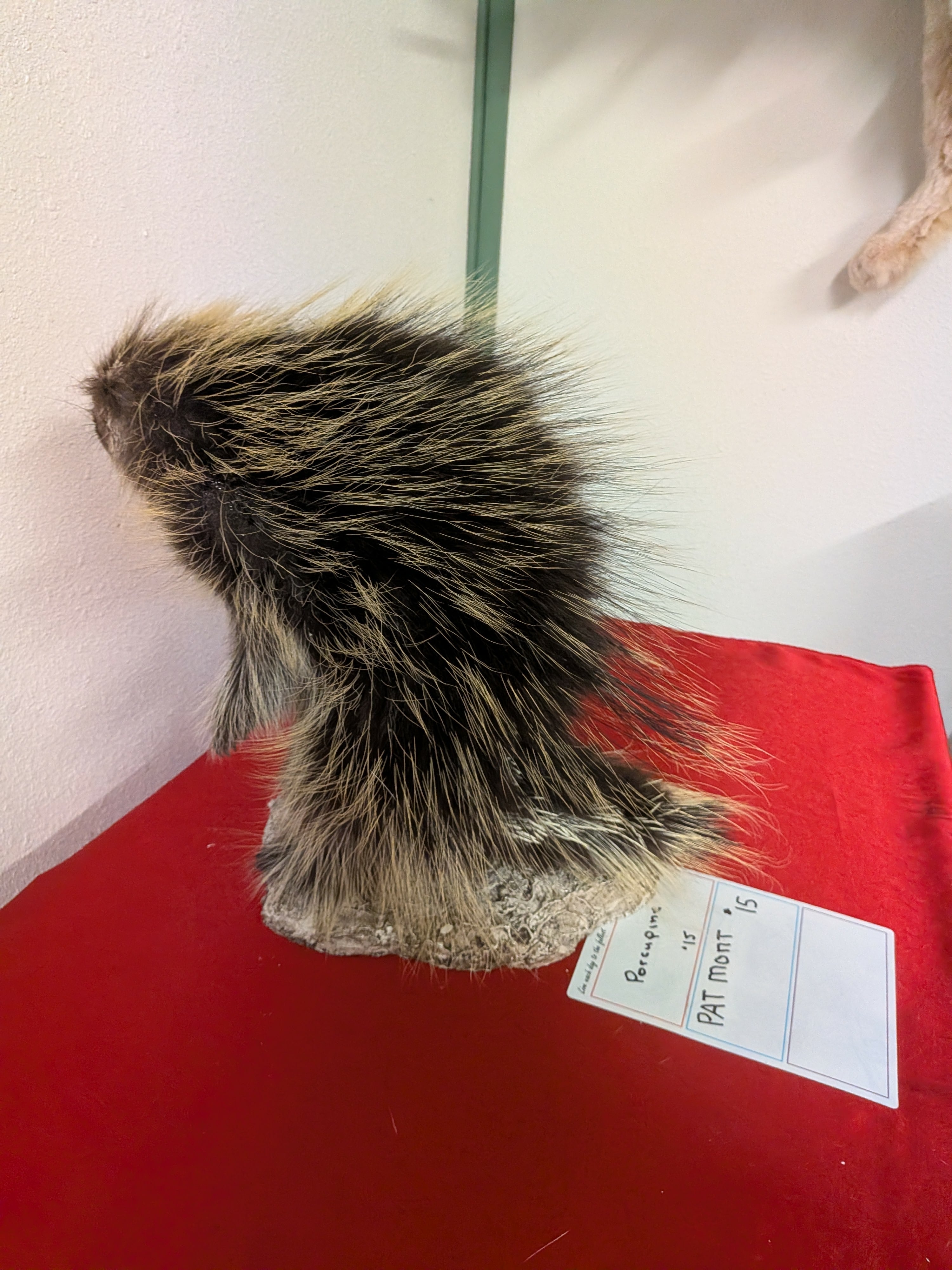 FHPAT15- Beautiful Montana Prime Winter Porcupine Full Taxidermy Mount