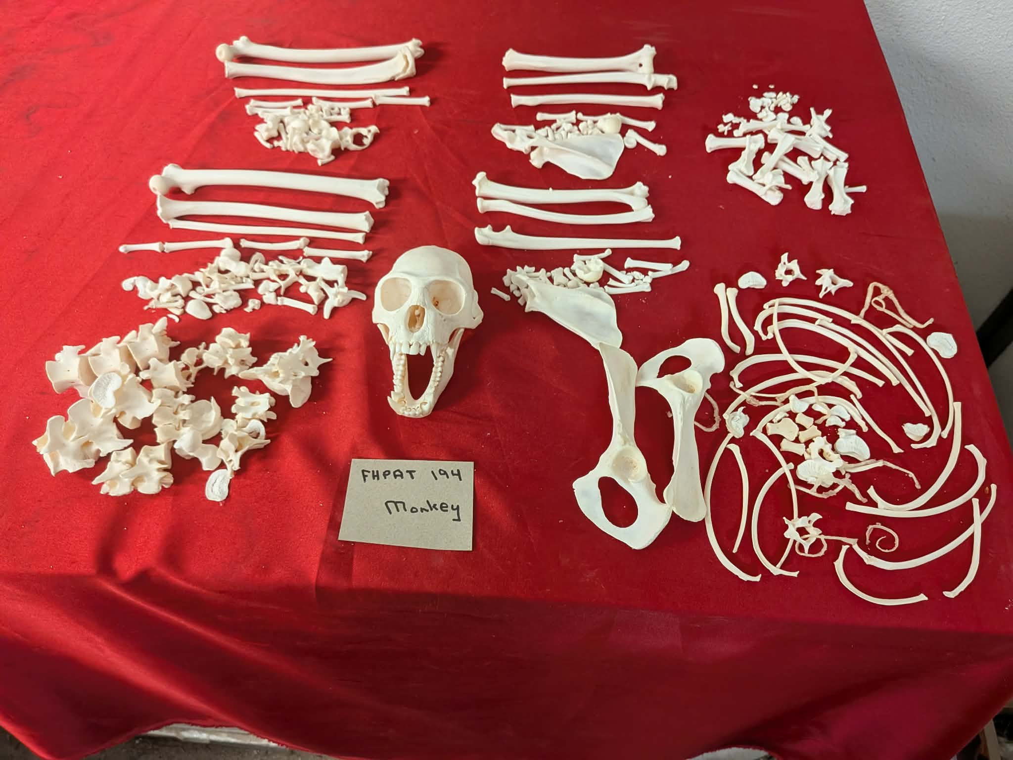 FHPAT194 - mustached real monkey skeleton for articulation