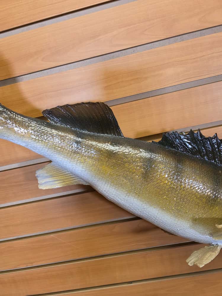 FHCM41 - 27” real skin Walleye taxidermy mount