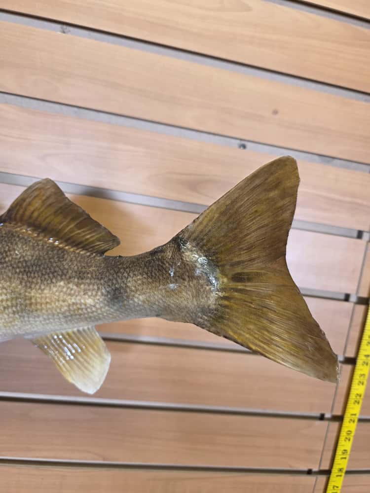 FHCM36 - 25” real skin walleye fish taxidermy mount