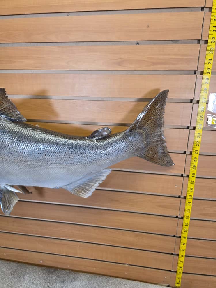 FHCM40 -41" King Salmon Real Skin Fish Taxidermy