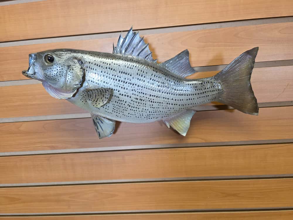 JTV264 - striped bass fish taxidermy mount
