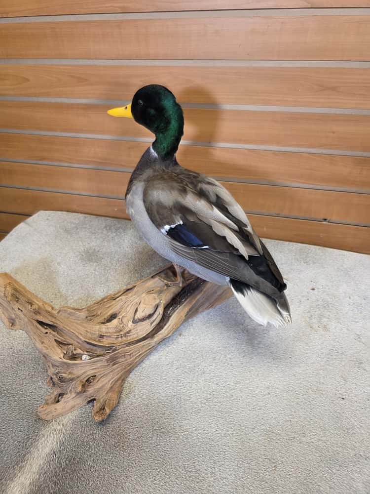 FH7497 -Farm raised domestic mallard duck bird taxidermy