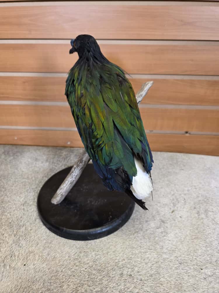 FHCM56 - Nicobar pigeon bird taxidermy mount