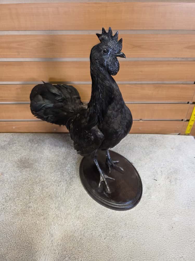 FHCM42 - small Black chicken Cemani taxidermy mount